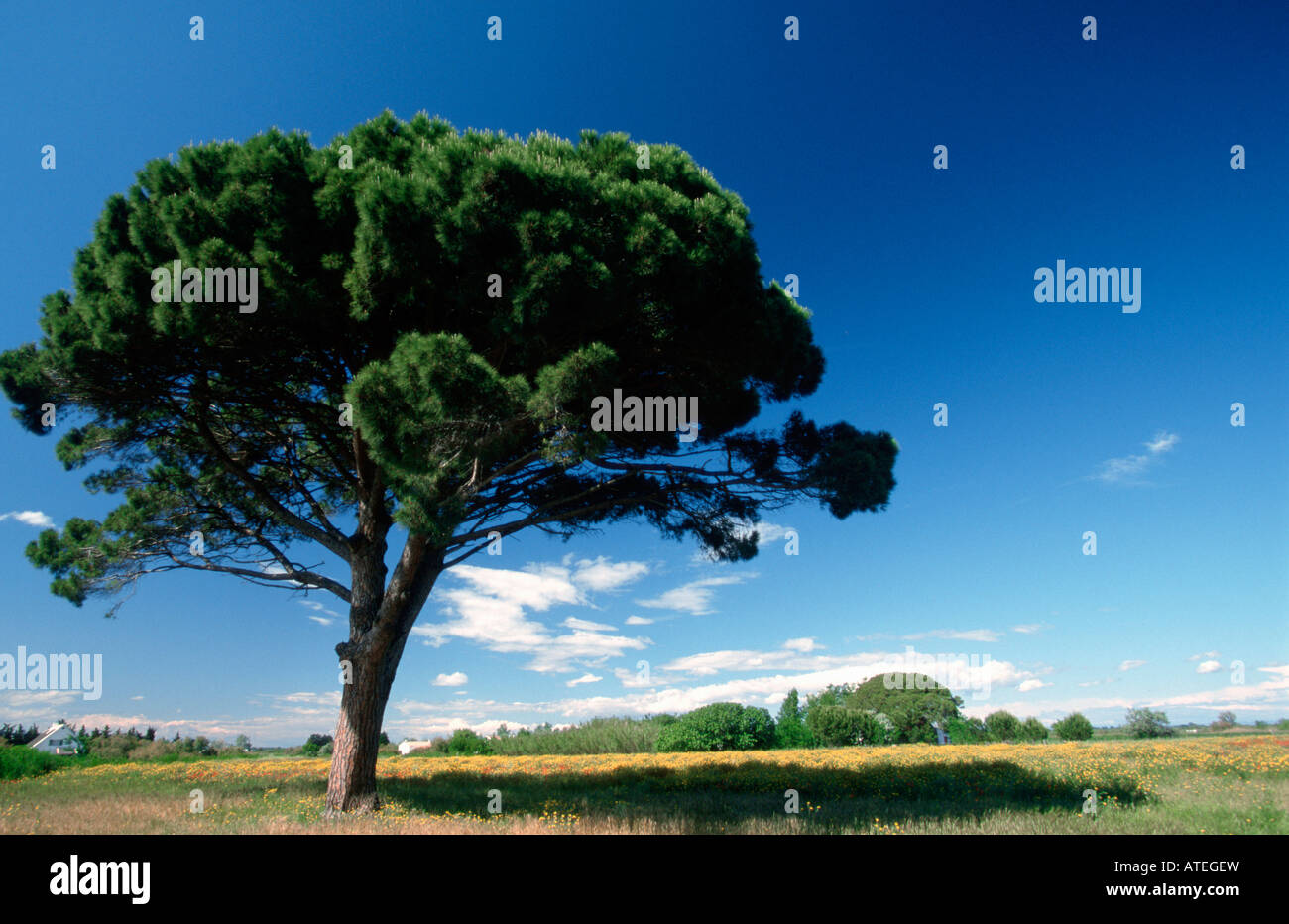 Zirbenholz Stockfoto