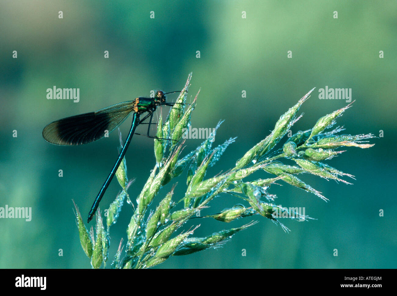 Blackwing gebändert / Agrion gebändert Stockfoto