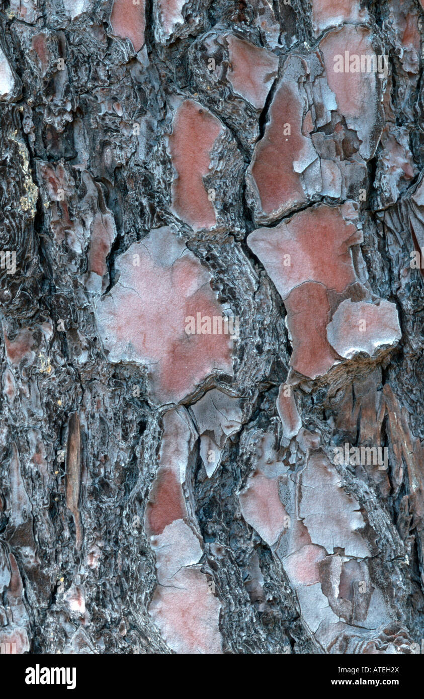 Stone Pine / Stockfoto