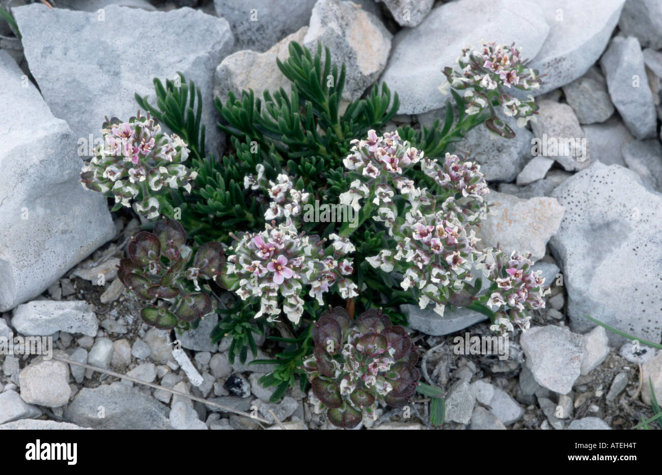 Runde-leaved Pennycress Stockfoto