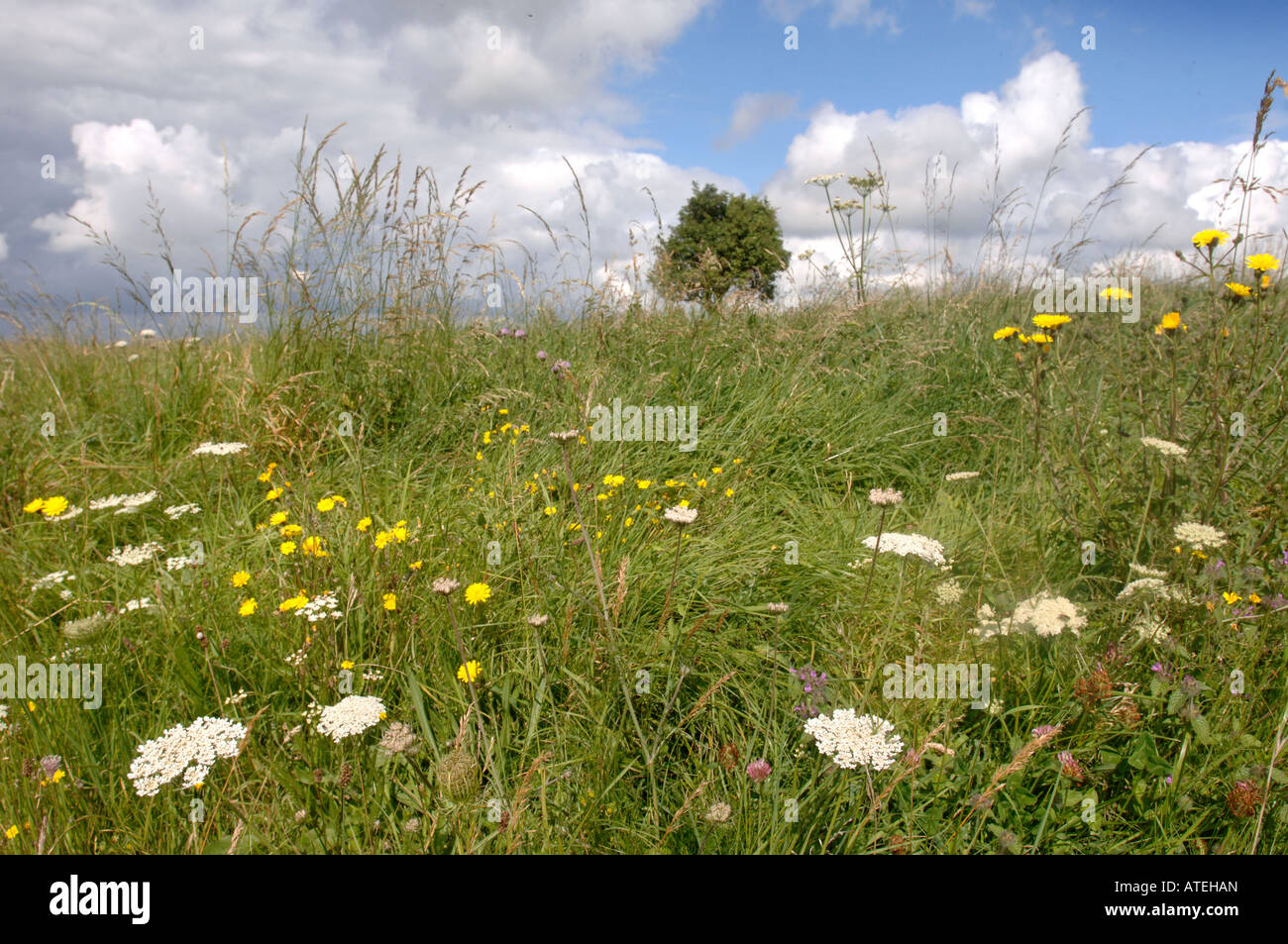 WILDBLUMEN AUF ULEY BEGRABEN IN GLOUCESTERSHIRE UK Stockfoto