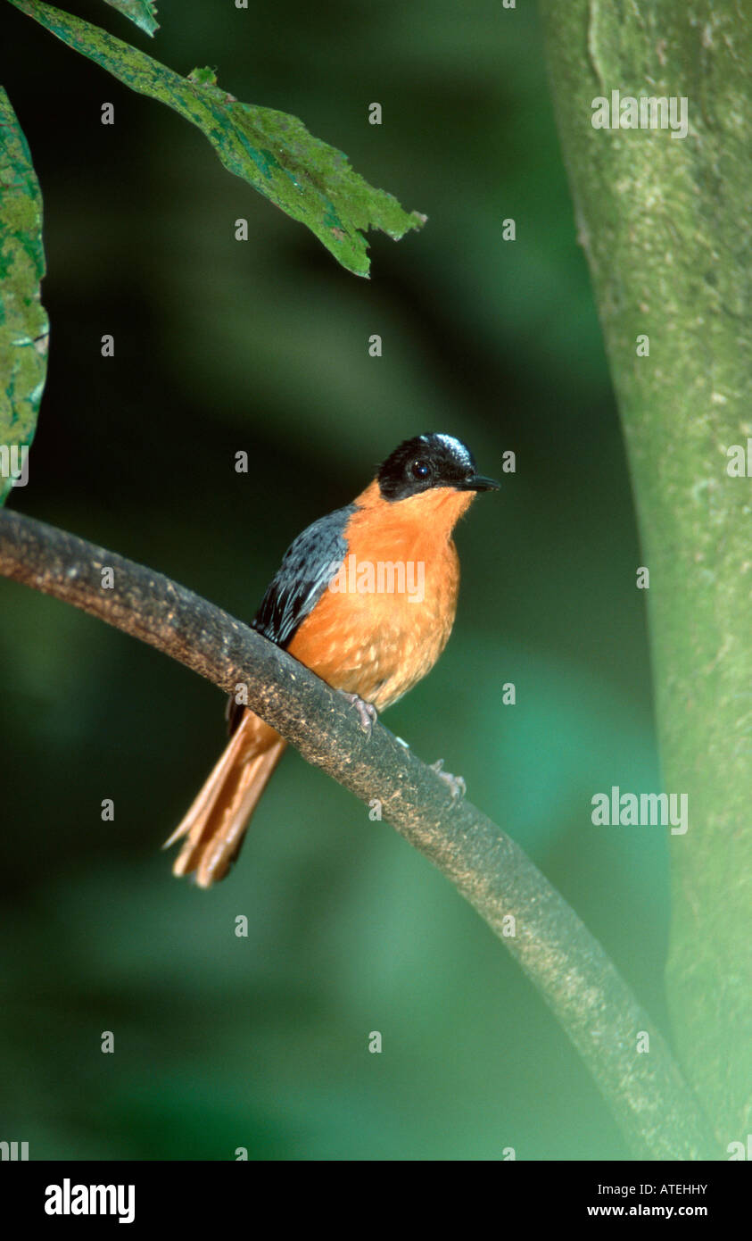 White-crowned Robin Chat Stockfoto