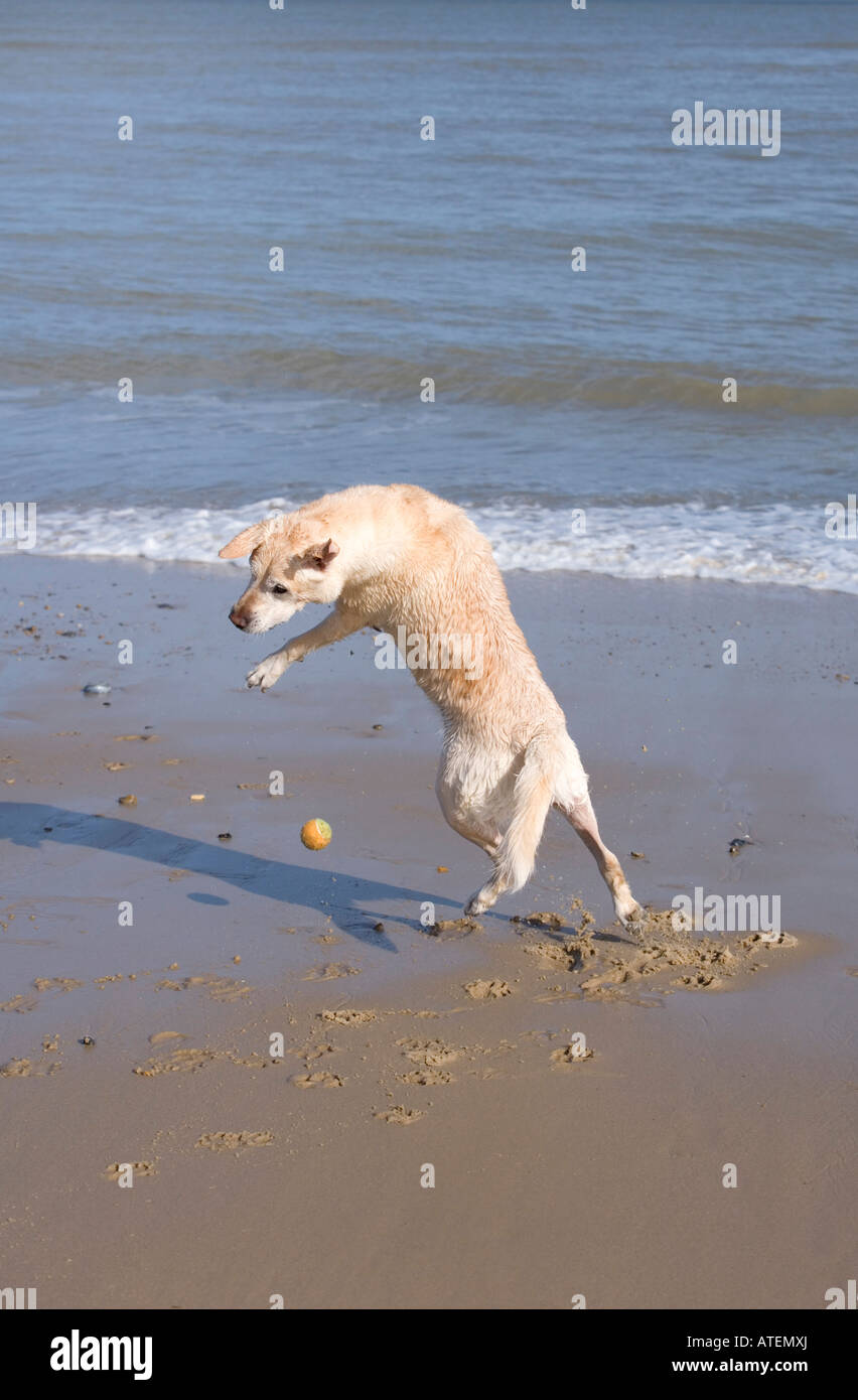 "Golden Labrador" Hund springen bis zu fangen Ball am Strand Stockfoto