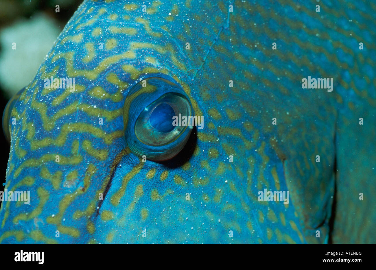 Wellige Drückerfisch / Blaustreifen-Drueckerfisch / Tuepfel-Drueckerfisch Stockfoto