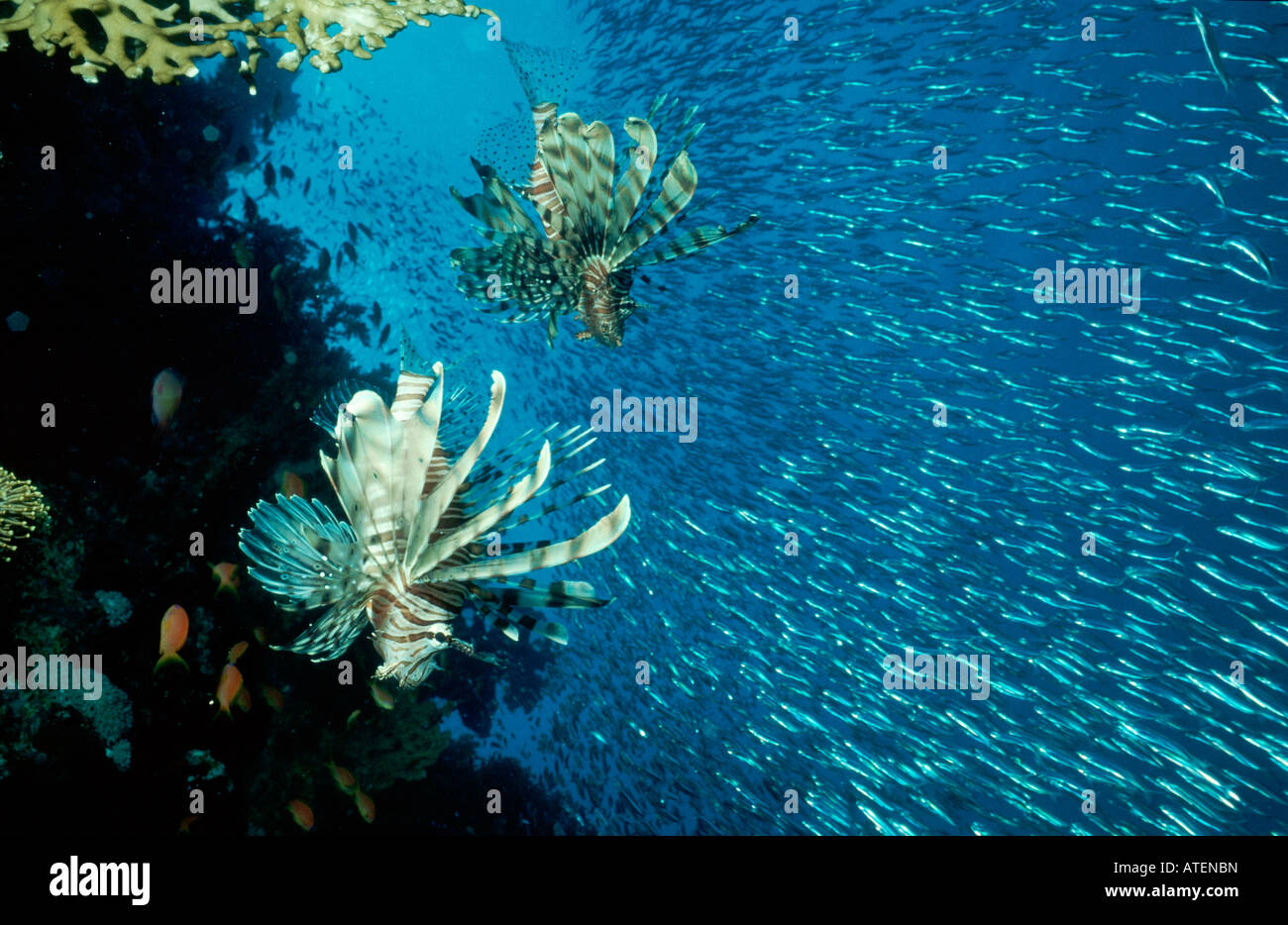 Firefish / Turkeyfish / Rotfeuerfisch Stockfoto