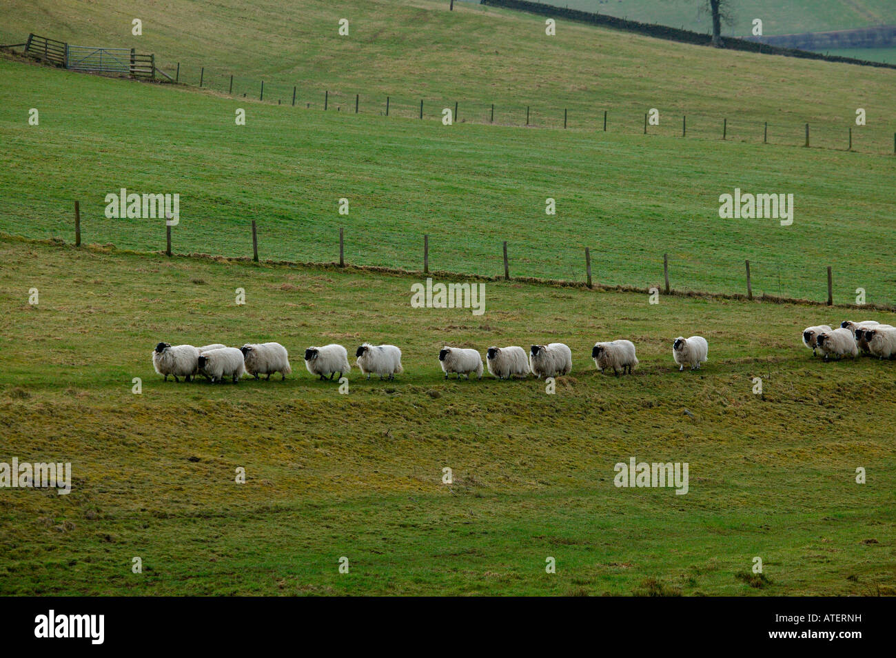 Linie der Schafe, die ihren Weg über Feld Rasen, Midlothian, Schottland, Vereinigtes Königreich, Europa Stockfoto