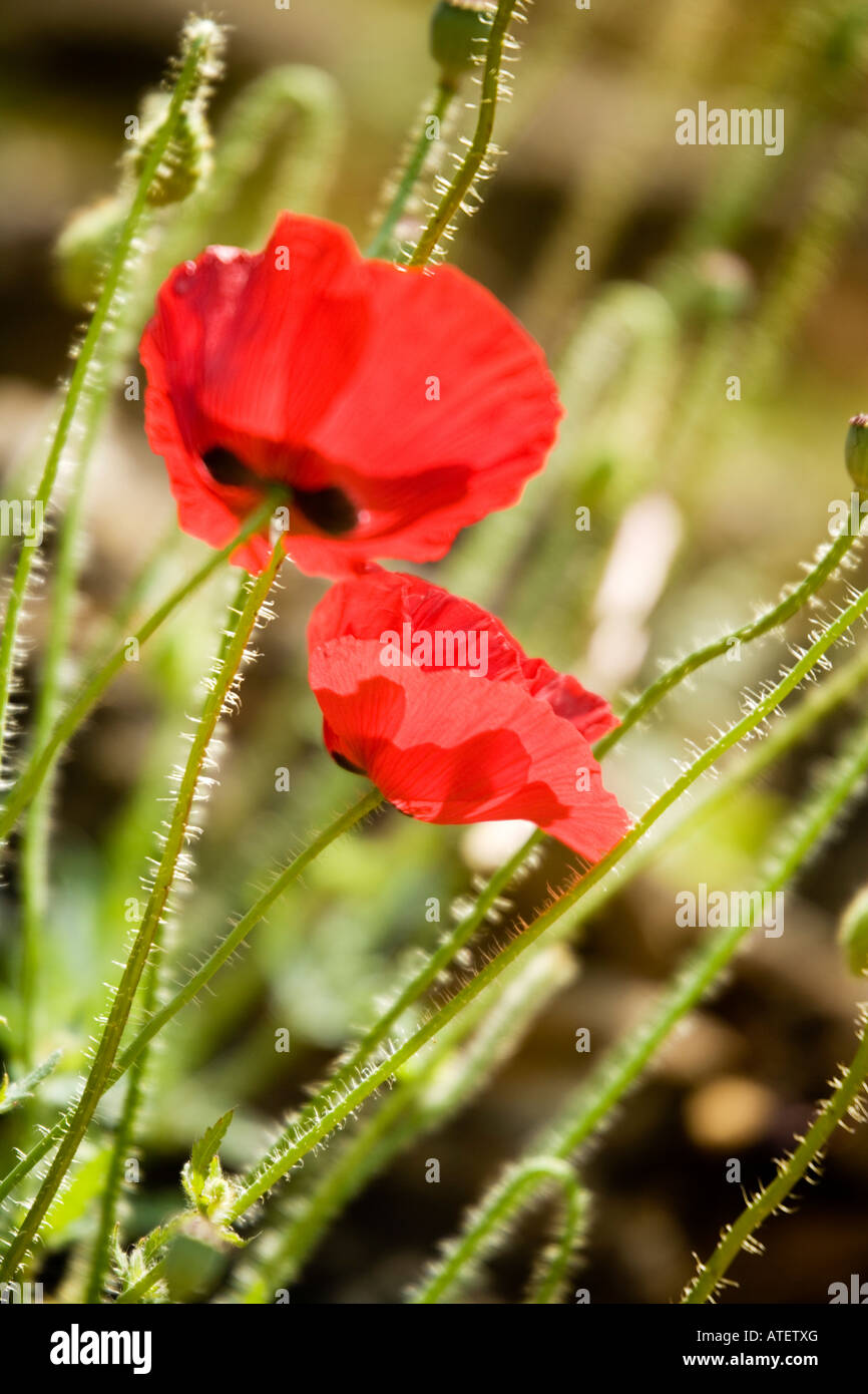 Zwei beleuchtete rote Mohnblumen, lateinischer Name: Papaver Stockfoto