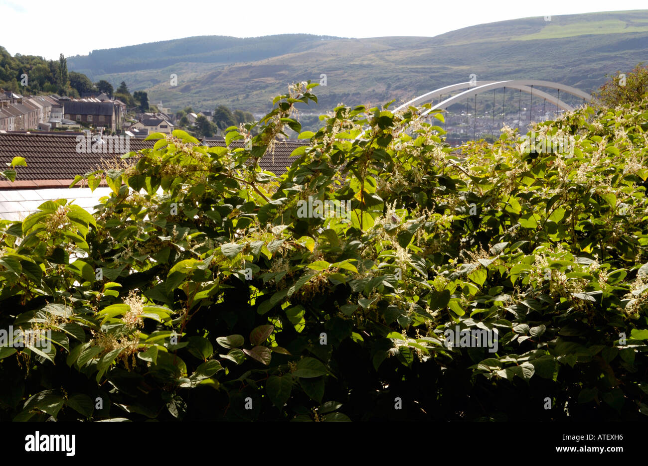 Japanischer Staudenknöterich wächst Vigerously im Rhondda Tal ist endemisch in den industriellen Tälern des South Wales UK Stockfoto