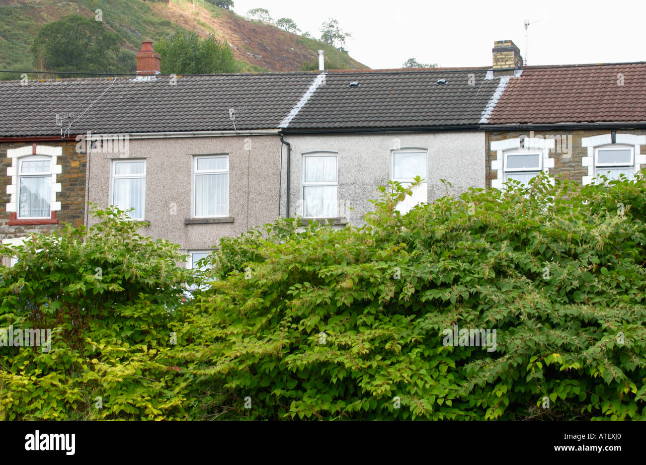 Japanischer Staudenknöterich wächst Vigerously im Rhondda Tal ist endemisch in den industriellen Tälern des South Wales UK Stockfoto