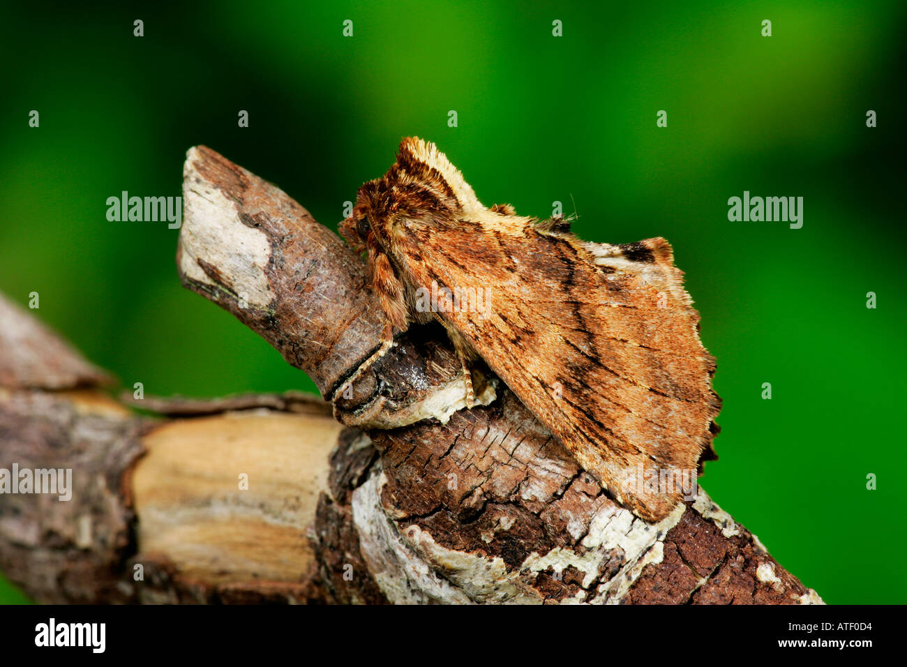 Coxcomb prominenter Ptilodon Capucina auf Zweig Potton bedfordshire Stockfoto