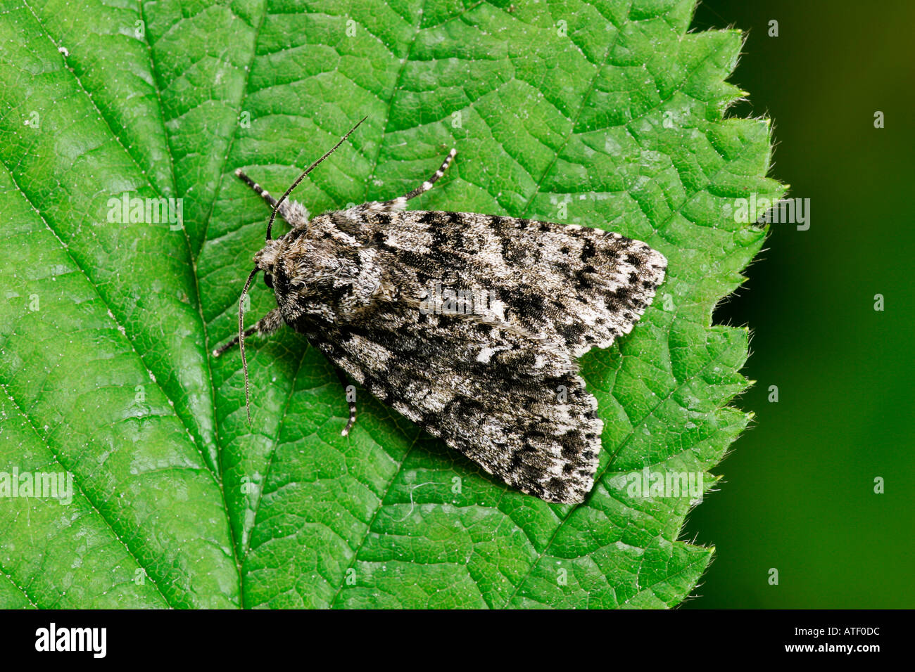 Knot Grass Acronicta Rumicis auf Bramble Blatt Potton bedfordshire Stockfoto