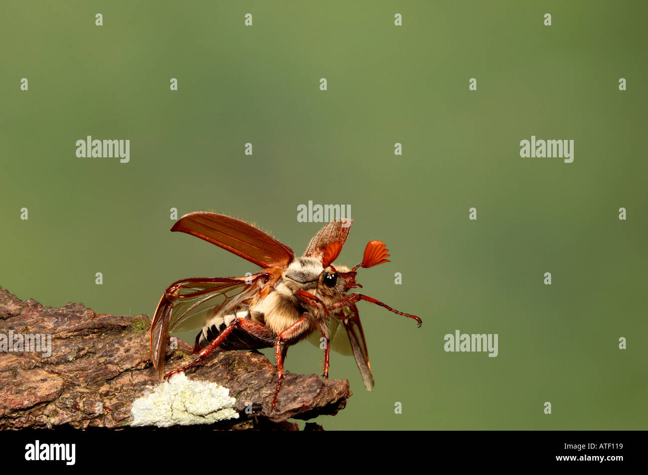 Maikäfer Melolontha Melolontha nur unter der vom Protokoll mit Flügel öffnen Potton bedfordshire Stockfoto
