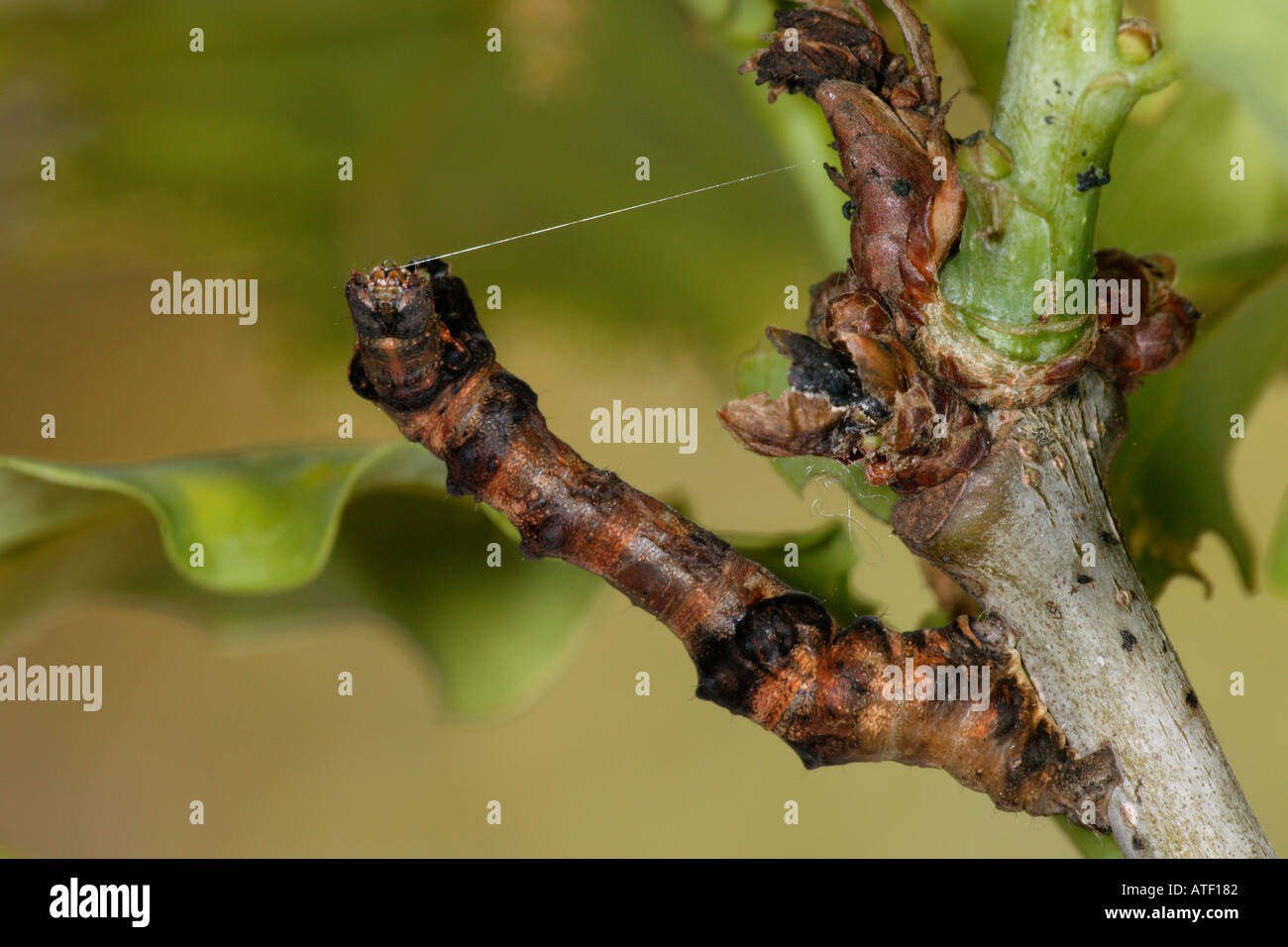 Lila Thorn Selenia Tetralunaria Larven auf Eiche Zweig zeigen Tarnung Stockfoto