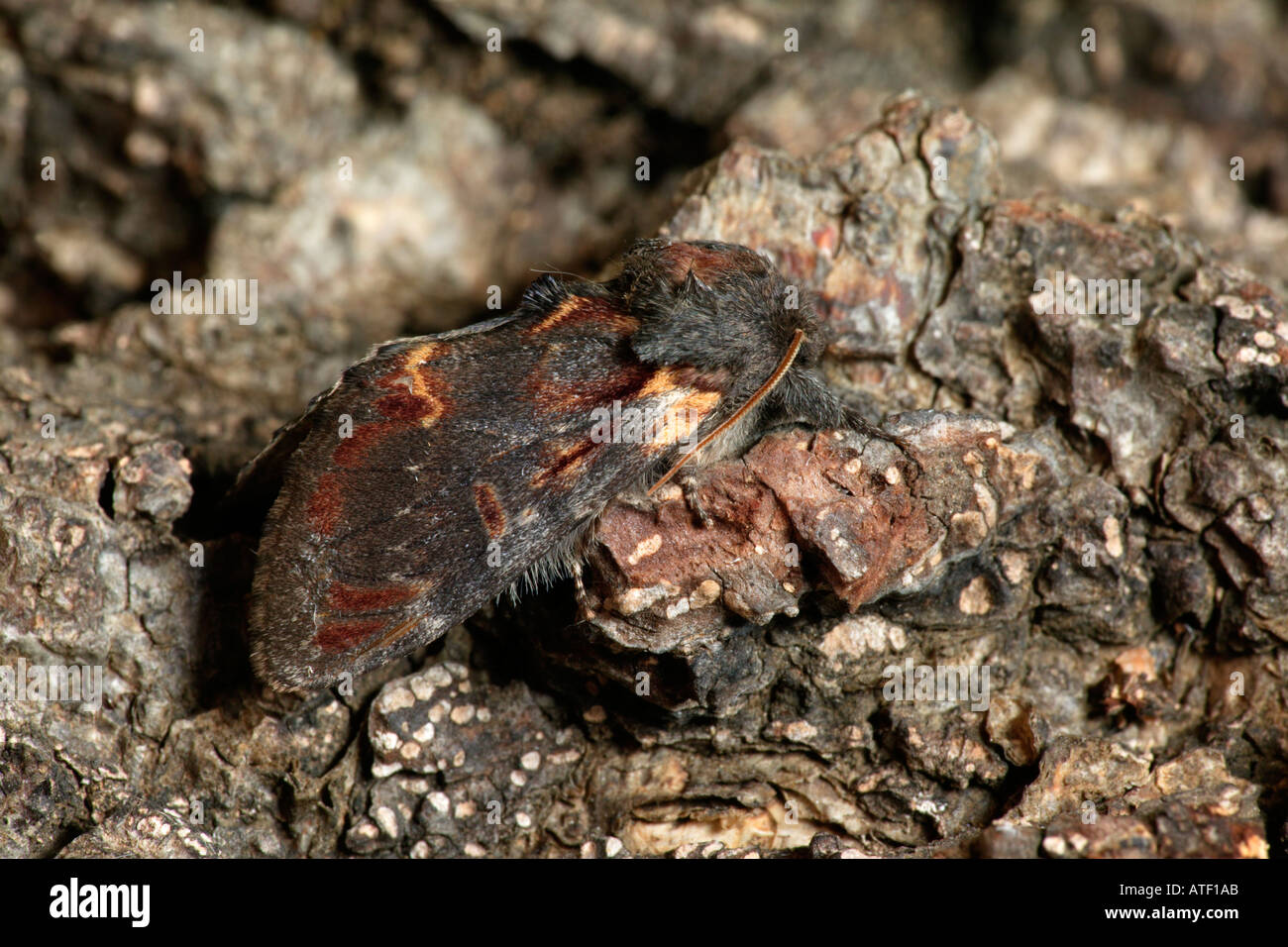 Eisen prominente Notodonta Dromedarius auf Rinde Potton bedfordshire Stockfoto