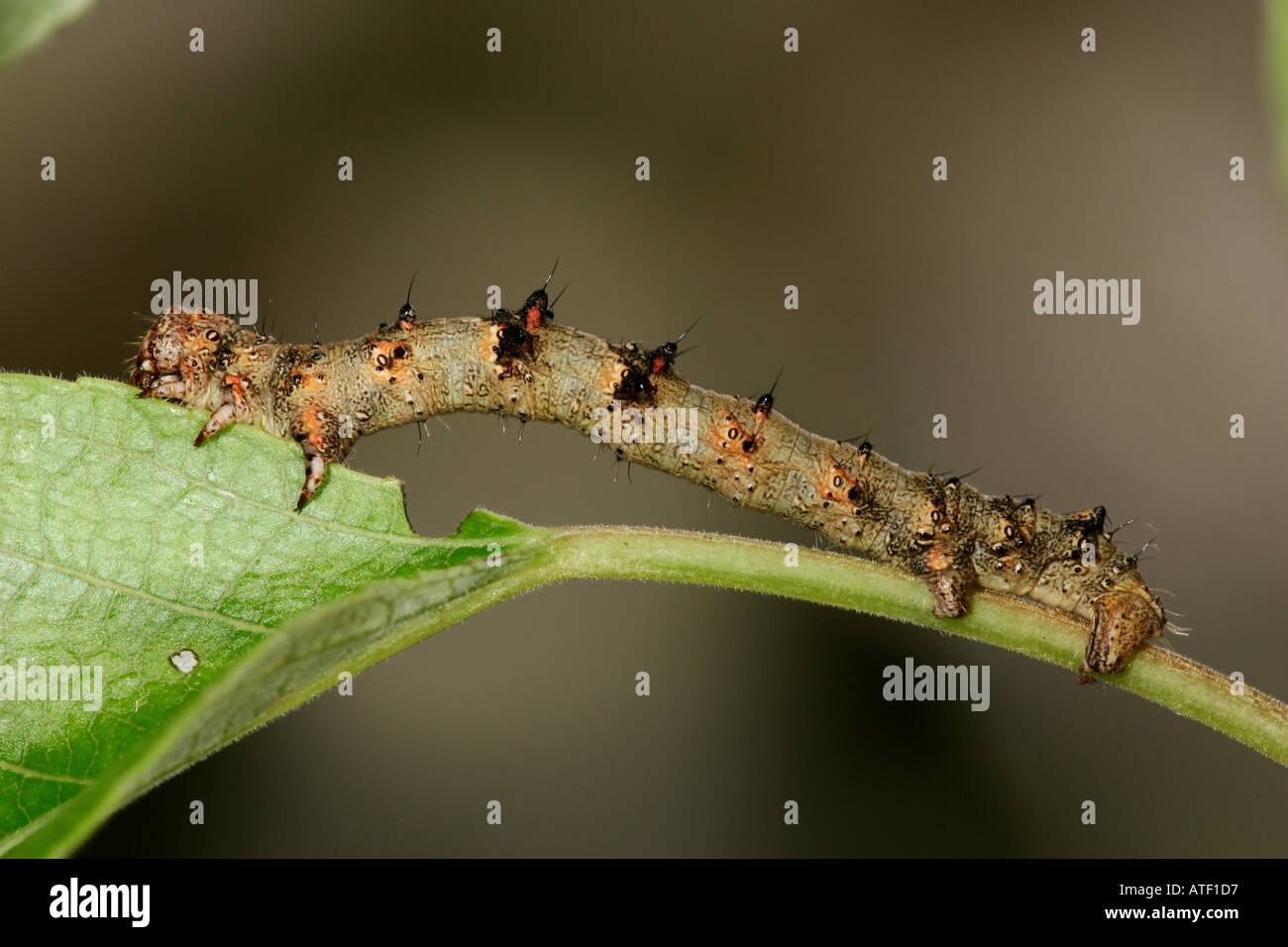 Lila Thorn Selenia Tetralunaria Larve auf Eiche Zweig Potton bedfordshire Stockfoto