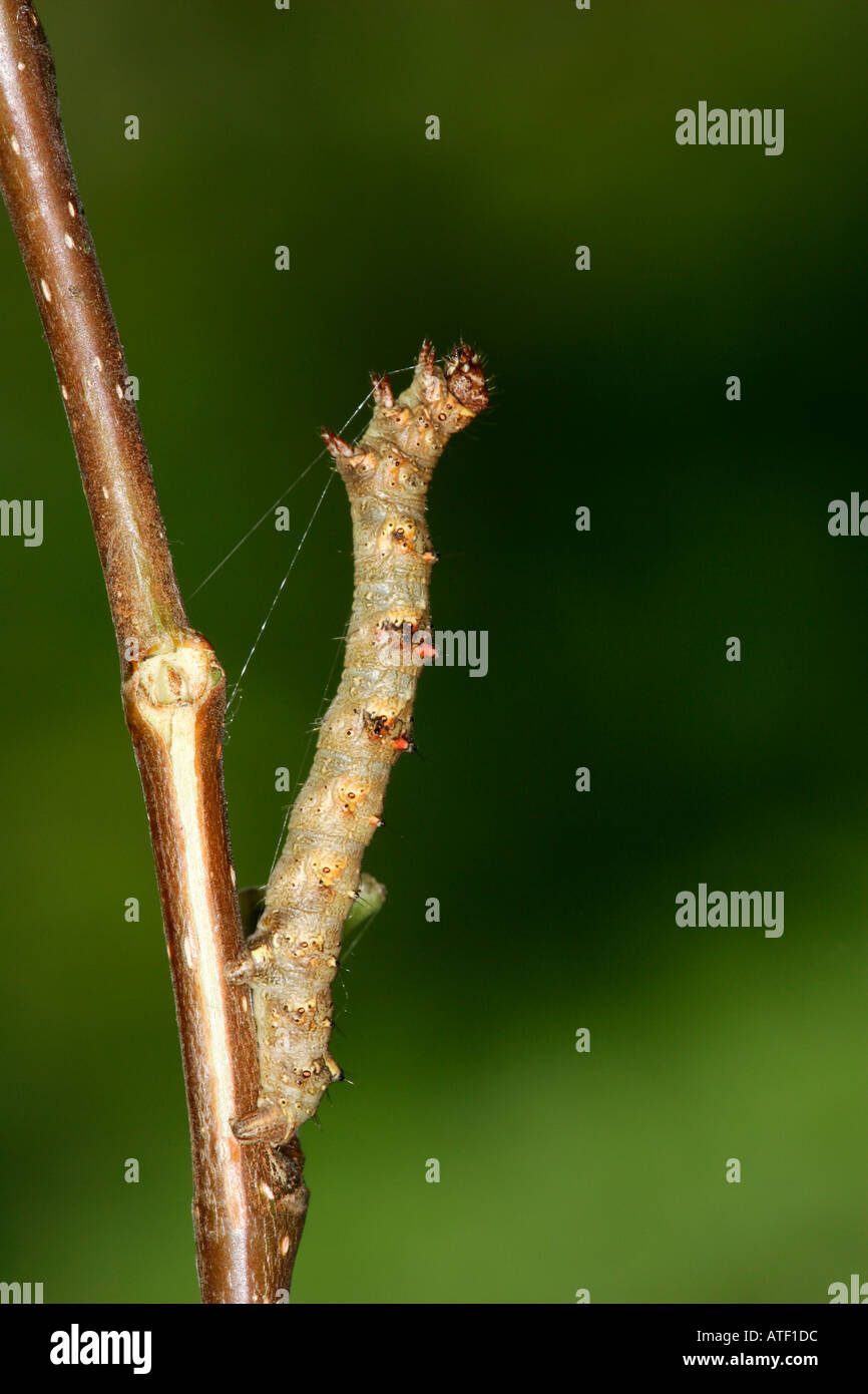 Lila Thorn Selenia Tetralunaria Larve auf Eiche Zweig Potton bedfordshire Stockfoto