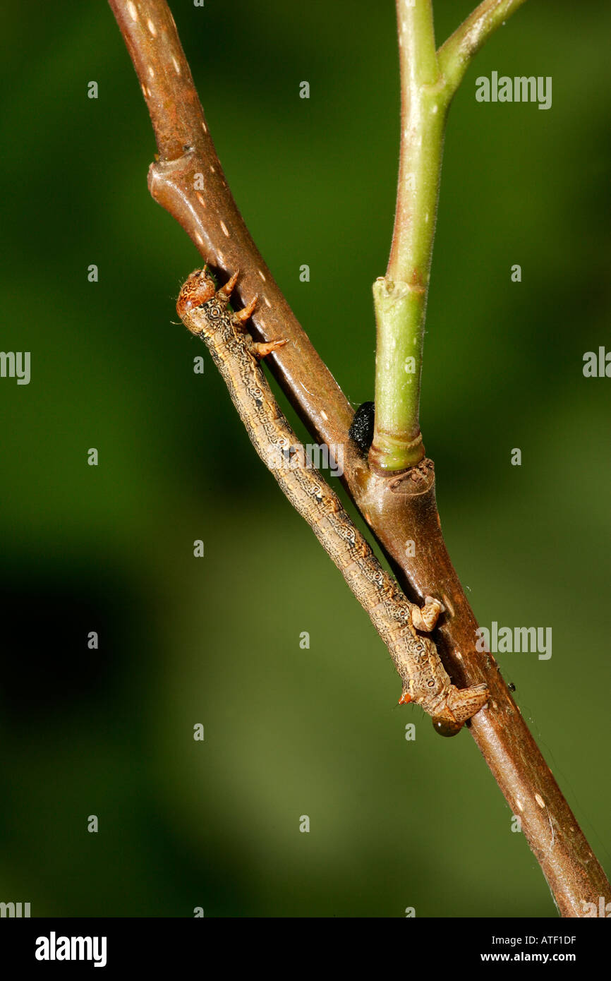 Lila Thorn Selenia Tetralunaria Larve auf Eiche Zweig Potton bedfordshire Stockfoto