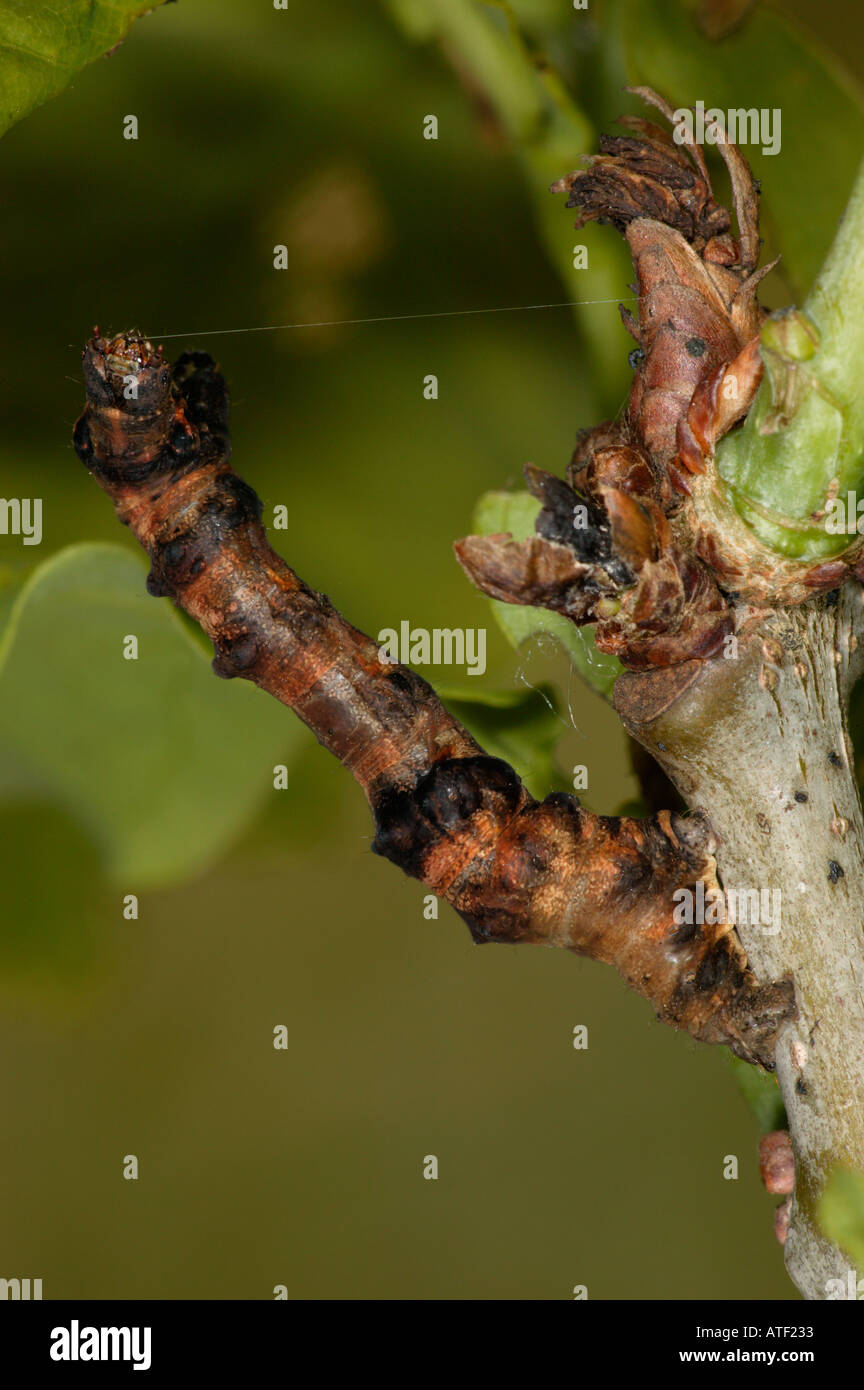 Lila Thorn Selenia Tetralunaria Larve Stockfoto