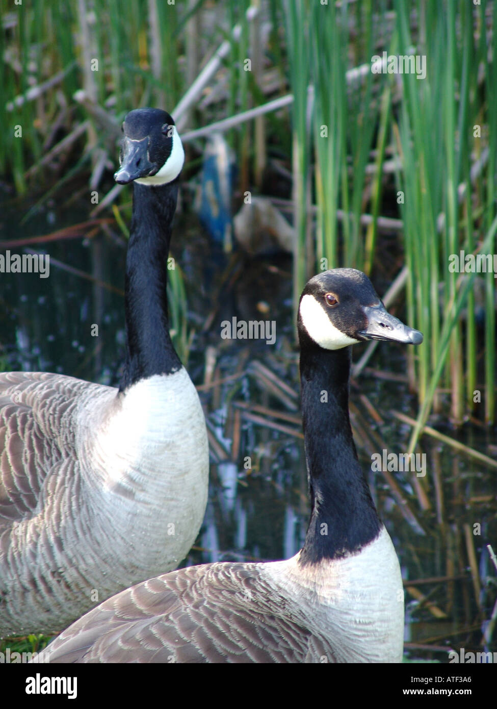 Marton Mere Tierwelt und Natur Reserve Blackpool England Großbritannien 2004 Stockfoto