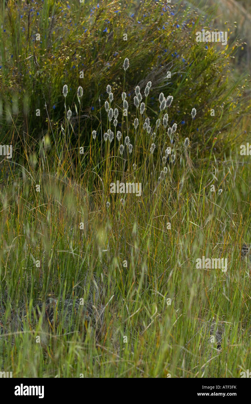 Fox Tail Grass (Malga Nativa) grünes Futter ganzjährig gut für Bauernhof Lager Eden Valley Farm Narrogin Western Australia Stockfoto