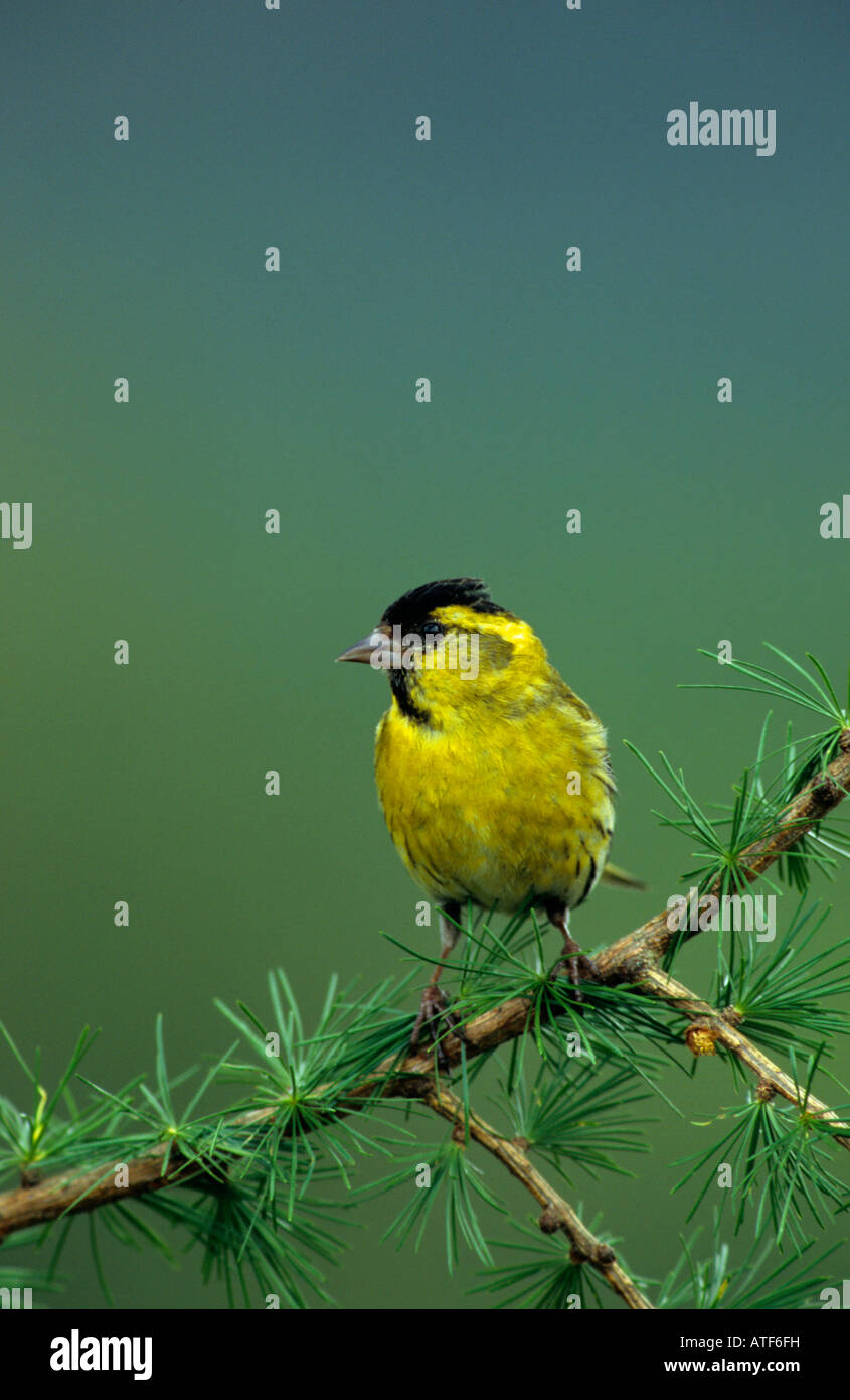 Erlenzeisig männlich gehockt Lärche in The Highlands of Scotland UK Europe Stockfoto