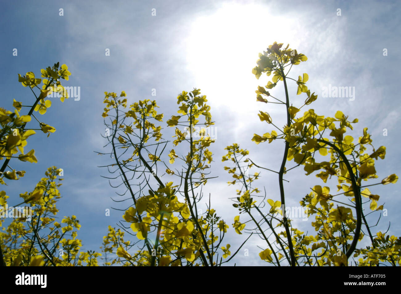 Rapsfeld in voller Blüte Stockfoto