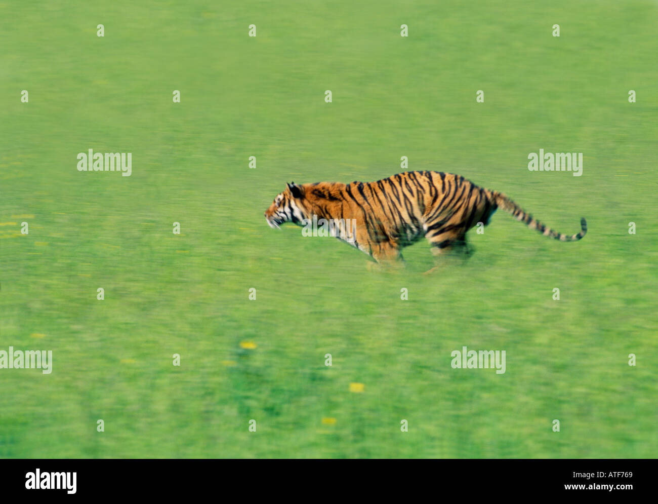 Bengal Tiger durch den Rasen Wildlife-Modell Stockfoto