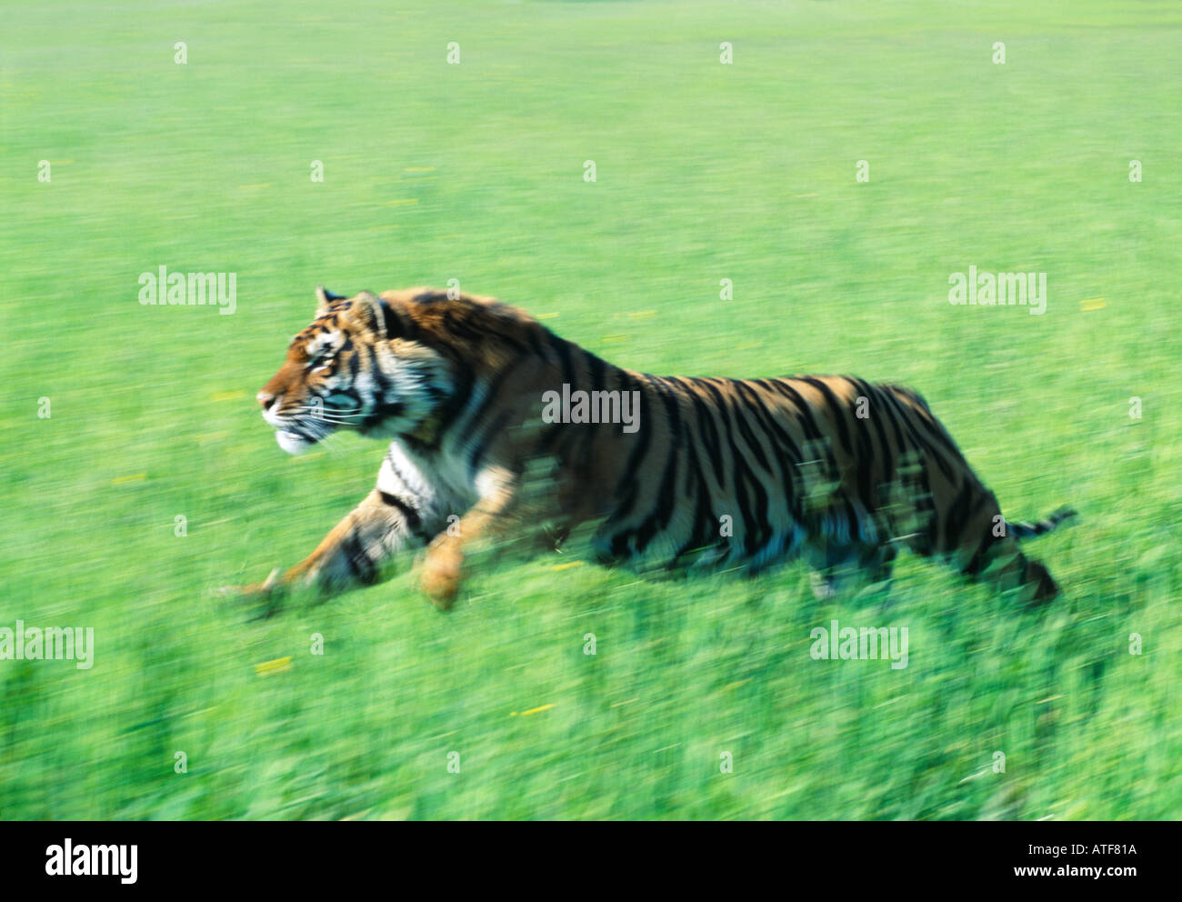 Bengal Tiger durch den Rasen Wildlife-Modell Stockfoto