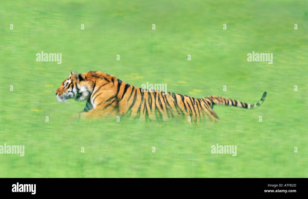 Bengal Tiger durch den Rasen Wildlife-Modell Stockfoto
