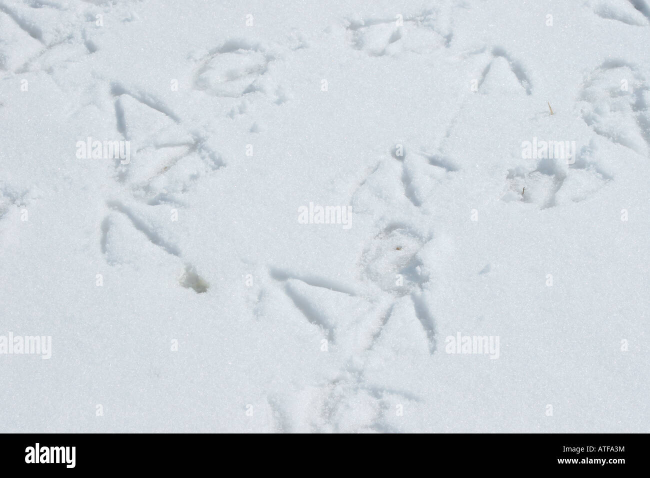 Fußspuren der Kanadagans im Schnee Stockfoto