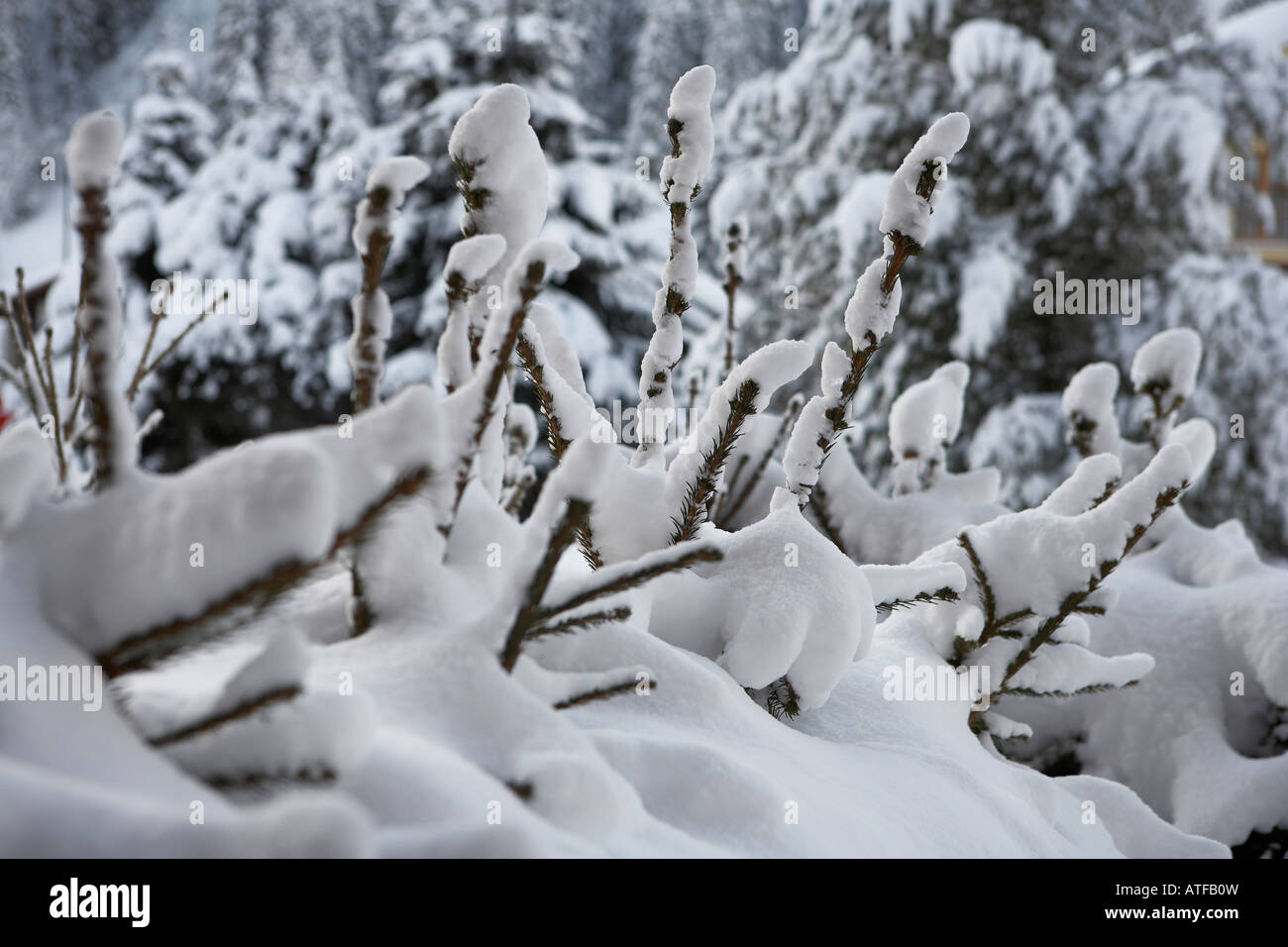 Schnee auf einer Kiefer-Hecke Stockfoto