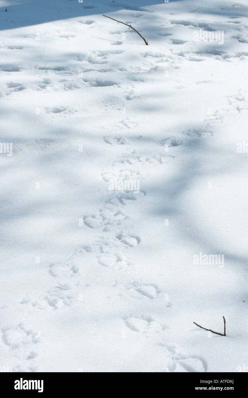 Spuren der Kanadagans im Schnee Stockfoto