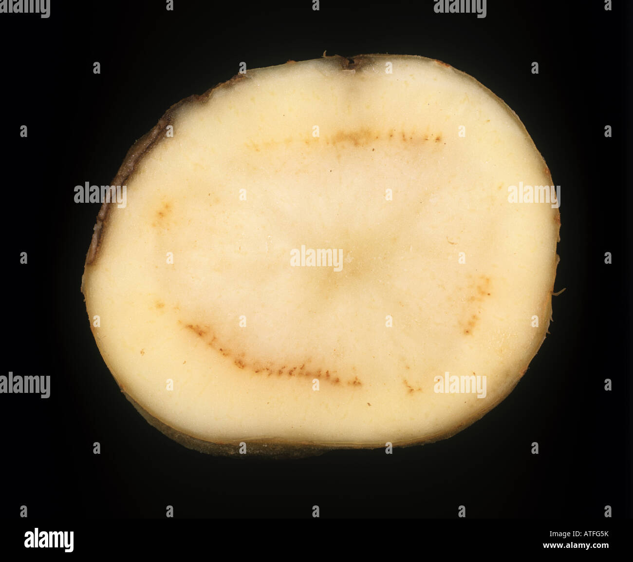 Ring rot Corynebacterium Sepedonicum frühen Krankheit Ring in Kartoffel Knolle Abschnitt gezeigt Stockfoto