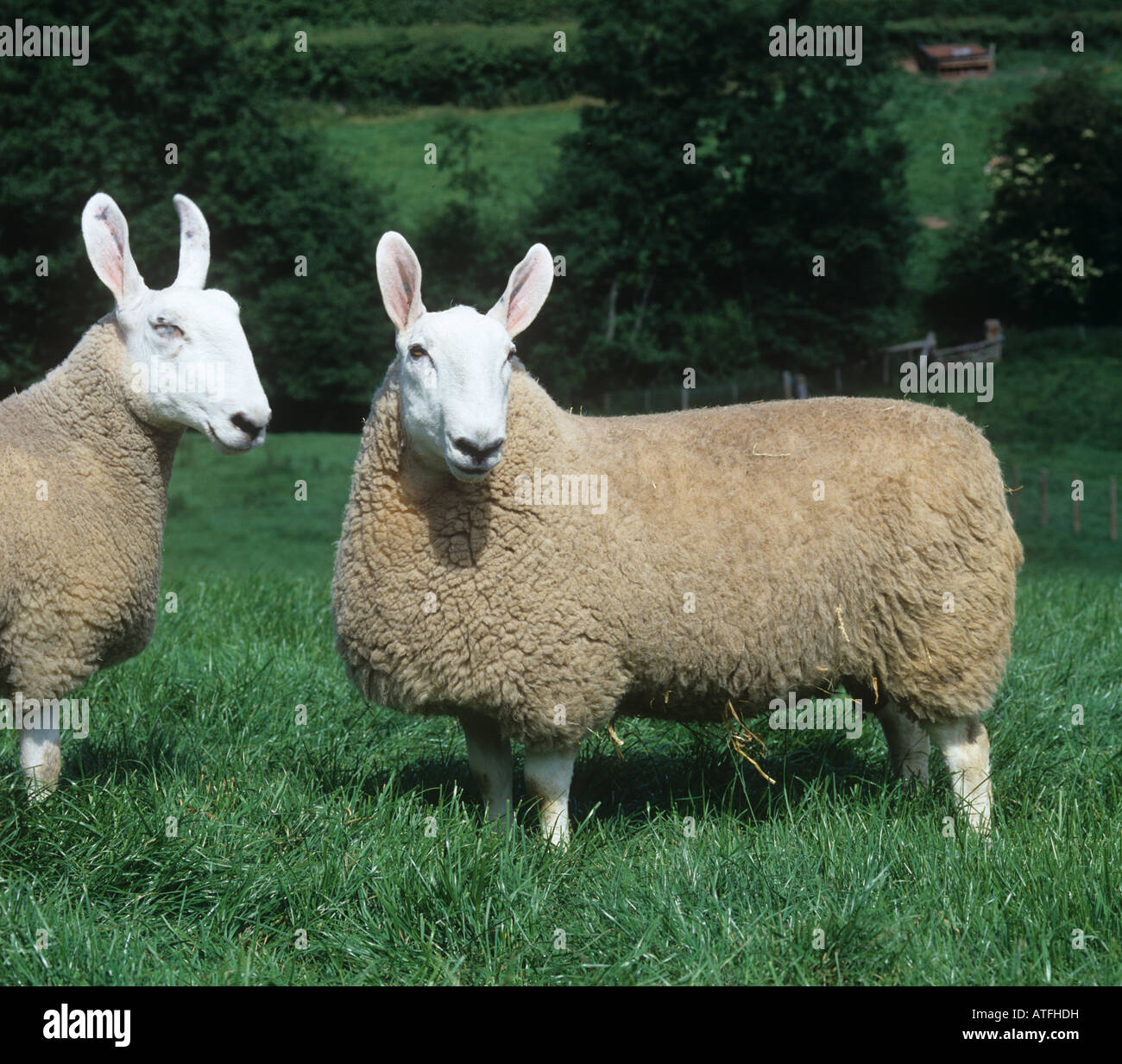 Ahnentafel Border Leicester Ram und Ewe auf gute Weide Herefordshire Stockfoto