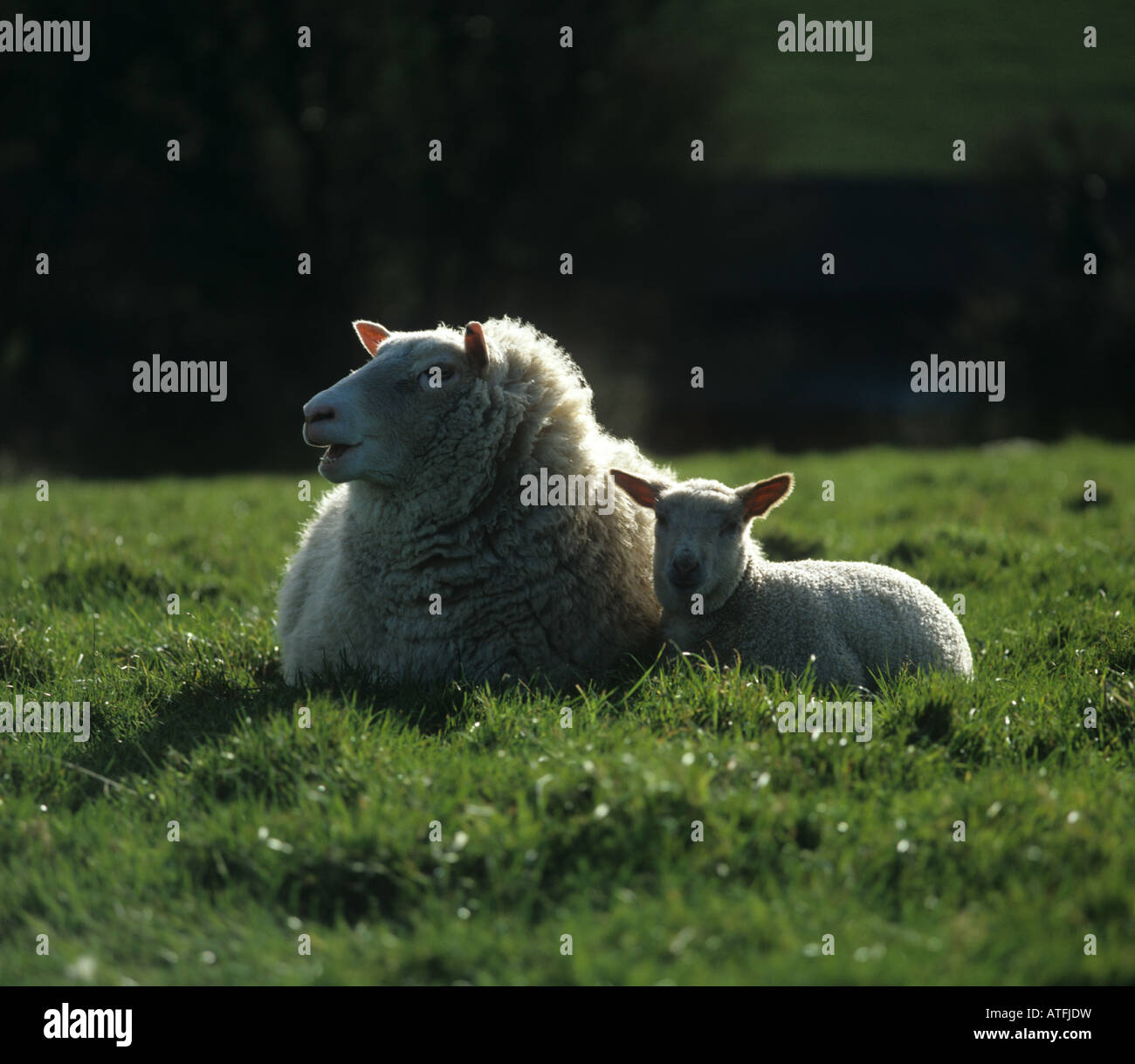 Rouge de l Ouest Kreuz Schaf liegend mit ihr Lamm Stockfoto