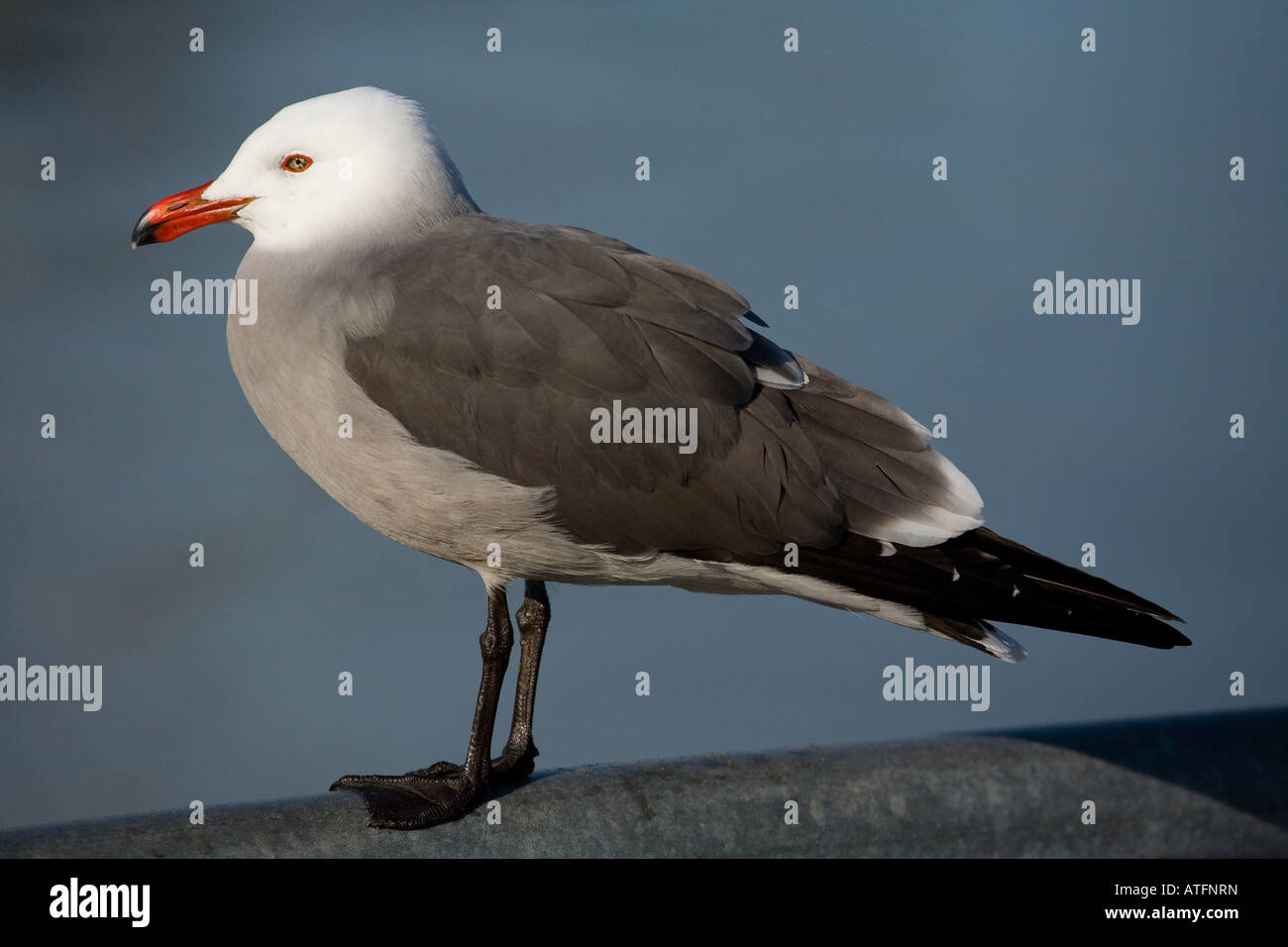 Heermann Möwe (Larus Heermanni) Stockfoto