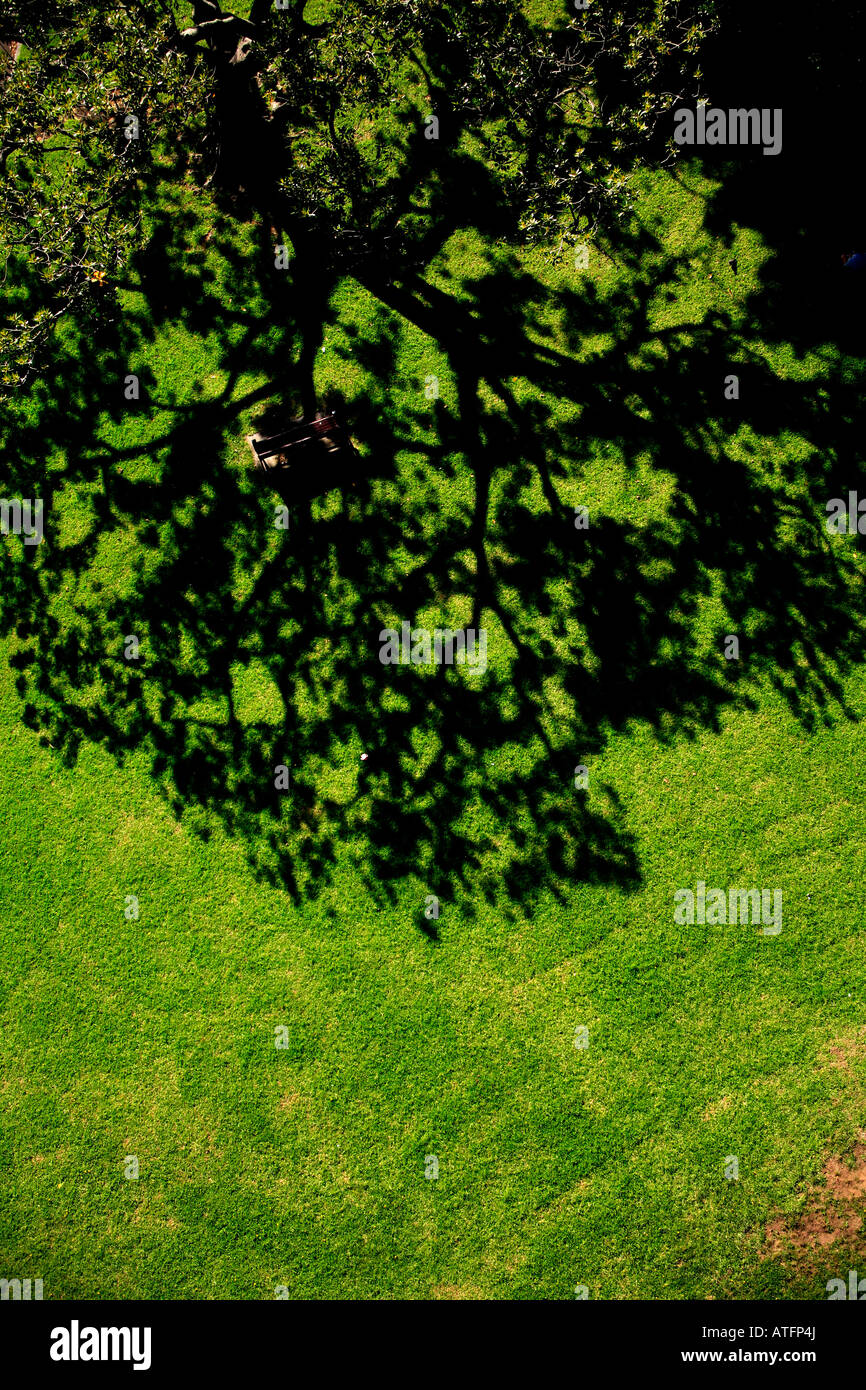 Luftbild der Baum im Park mit üppigen grünen Rasen Stockfoto