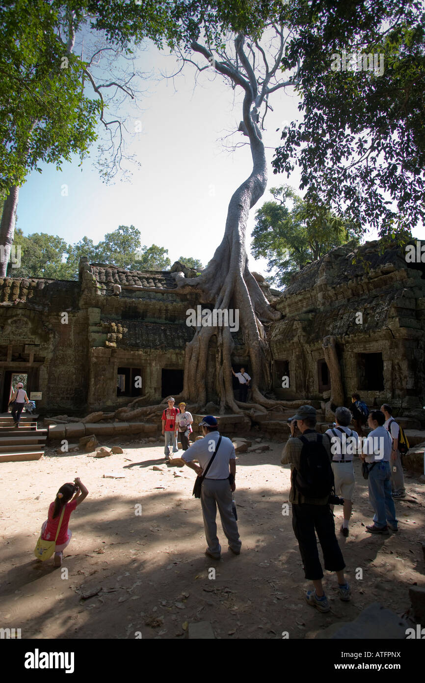 Tomb Raider Baum Ta Prohm Tempel Angkor Kambodscha Stockfoto