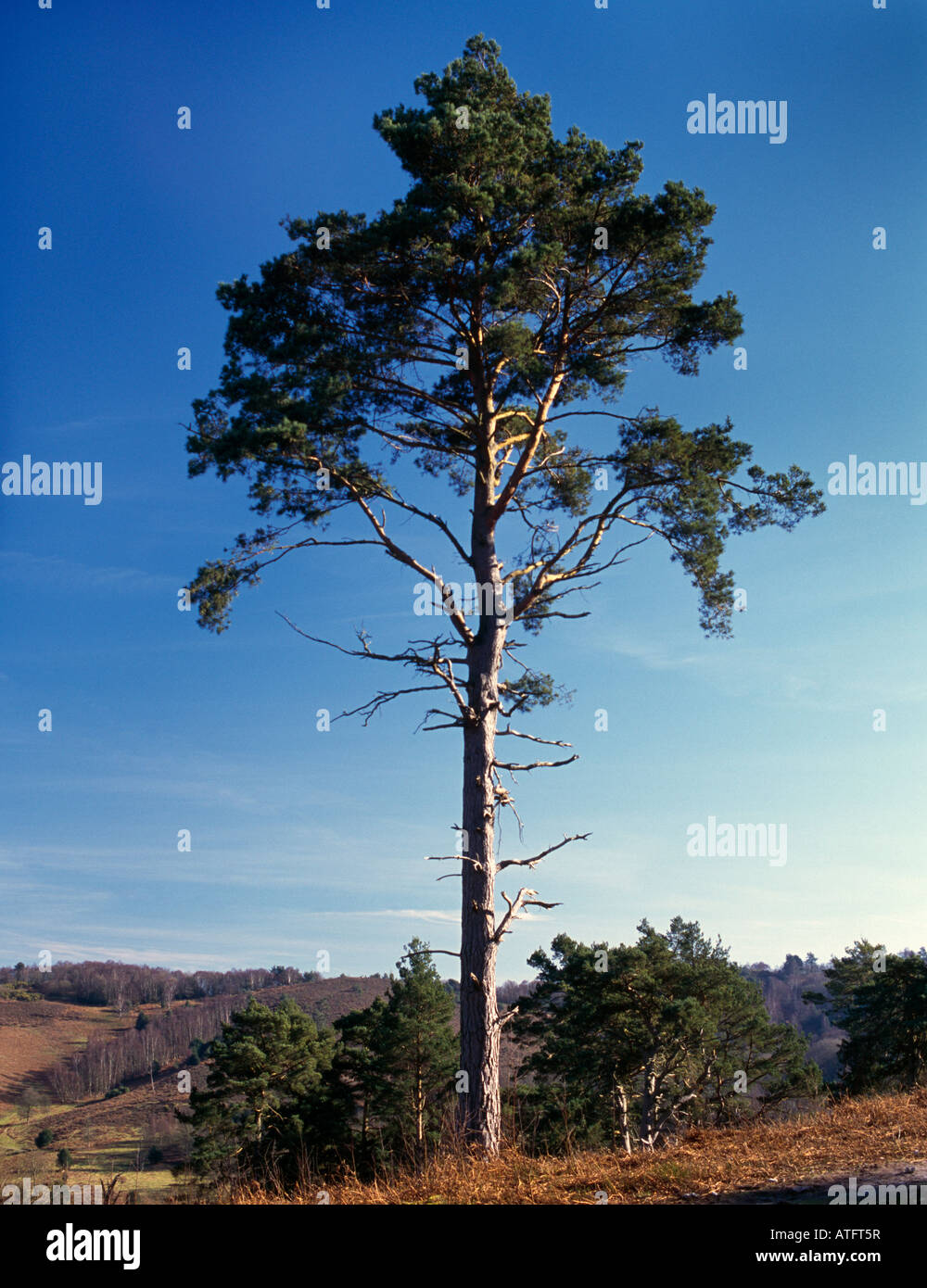 Einzelne Föhren, The Devils Punch Bowl, Hindhead, Surrey, England, UK. Stockfoto