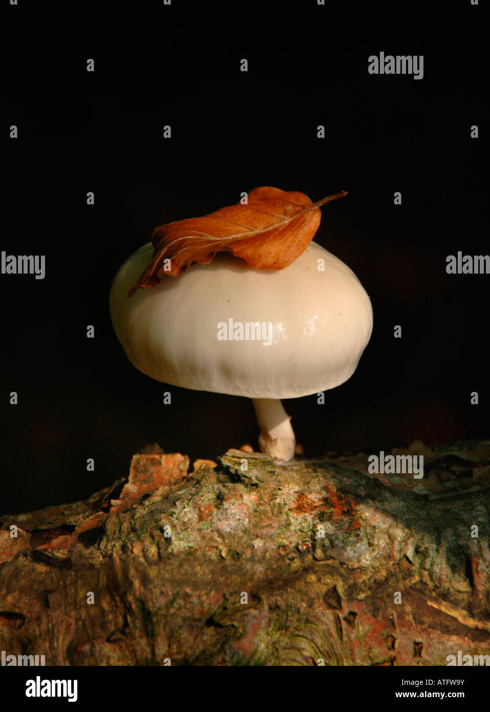 Ein Porzellan-Pilz wächst aus einem Zweig, gekrönt von einem gefallenen Buche Blatt. Stockfoto