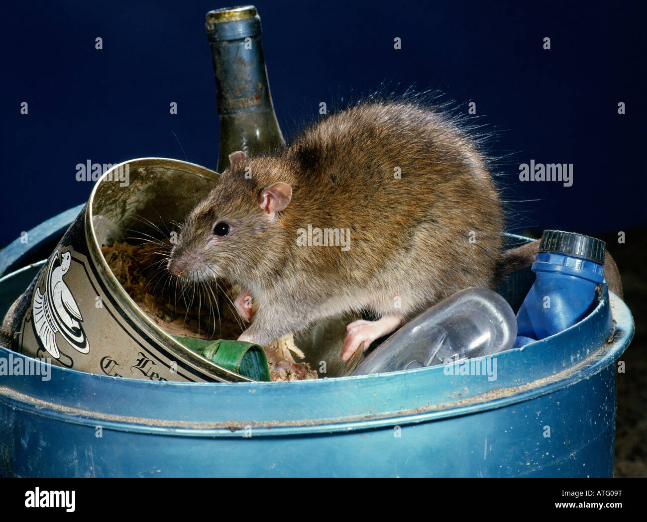 Ratte Surmulot d Egout Wanderratte gemeinsame braune Ratte Norwegen Ratte gemeinsame Ratte Rattus Norvegicus Dans Les Poubelles durch Müll Ani Stockfoto