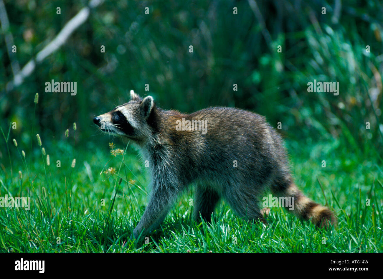 Raton Laveur Waschbaer Racoon Procyon Lotor Tiere Canoidea