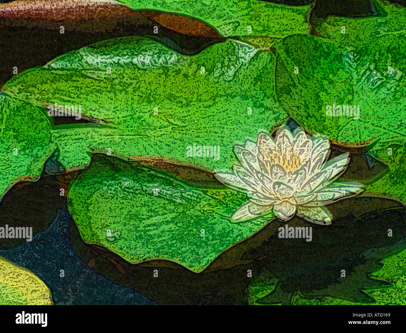 Künstlerischen Darstellung Lotos und Seerosen Stockfoto