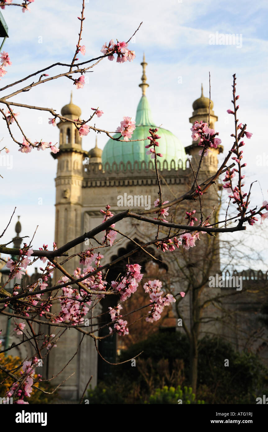 Ein Kirschbaum Blüte in Brighton Pavilion Gardens, Brighton, East Sussex, England - Frühling Stockfoto