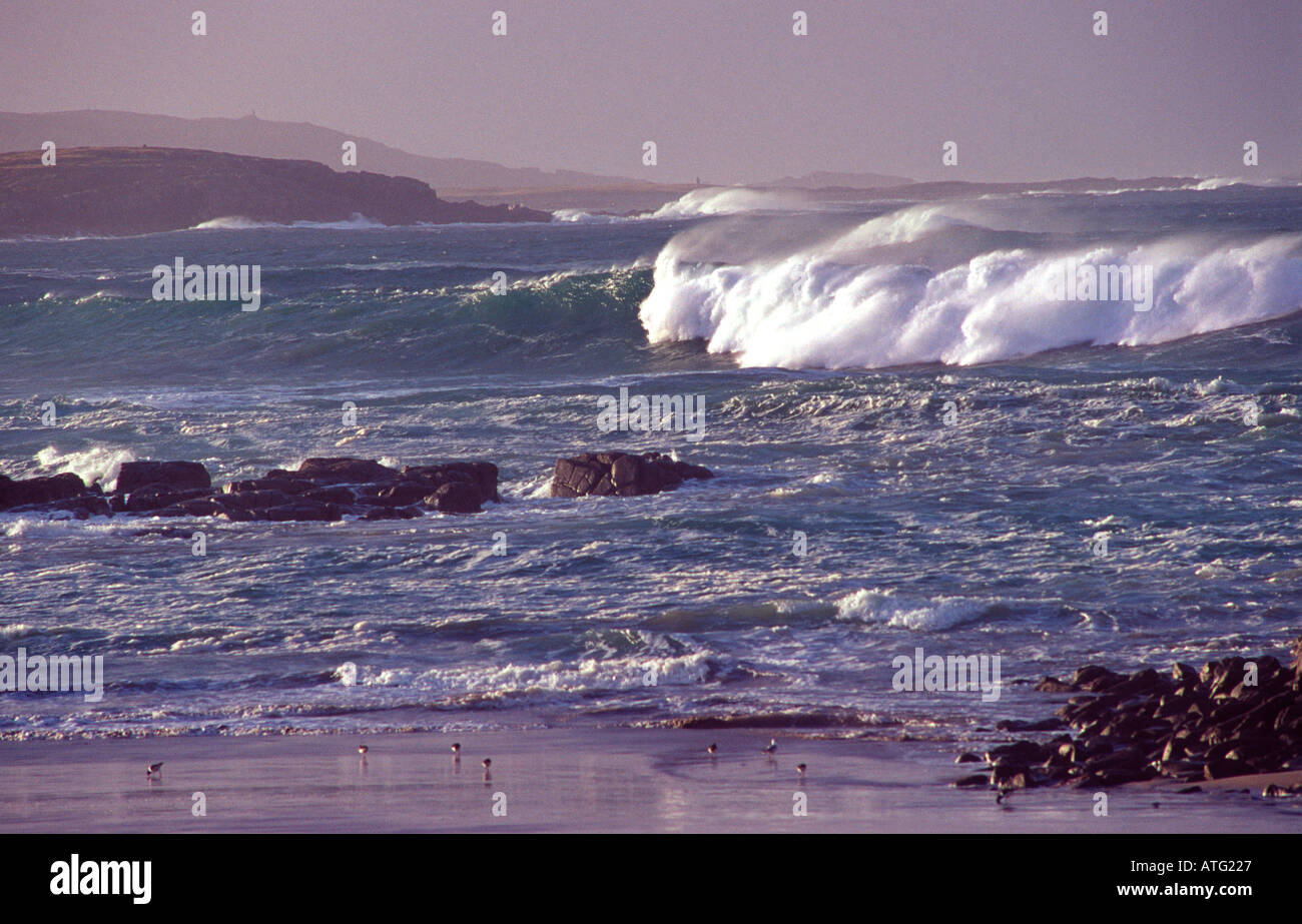 Sturmwellen und Watvögel, Ballyhiernan Bay, Fanad Halbinsel, Co. Donegal, Irland Stockfoto