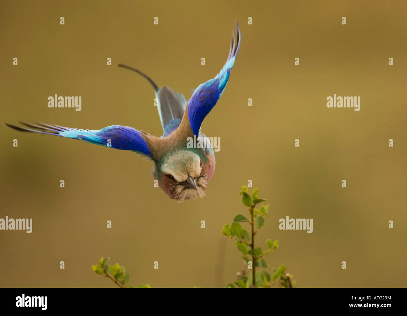 Lilac Breasted Roller im Flug Stockfoto