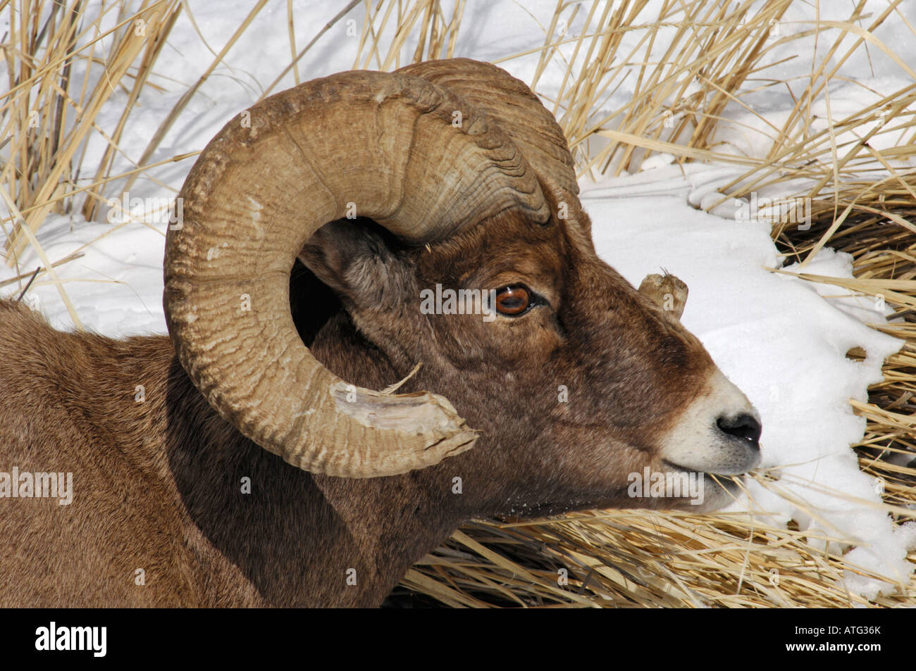 Stock Foto-Profil ein Rocky Mountain Bighorn Schafe. Stockfoto