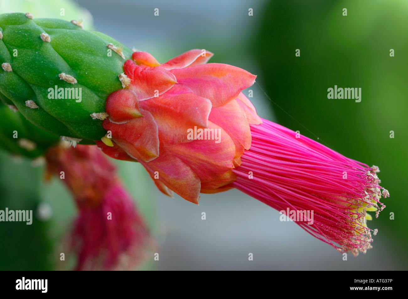 Fuschia rosa Blume Staubblätter von einem gigantischen Kaktus Nopalea cochenillifera Stockfoto