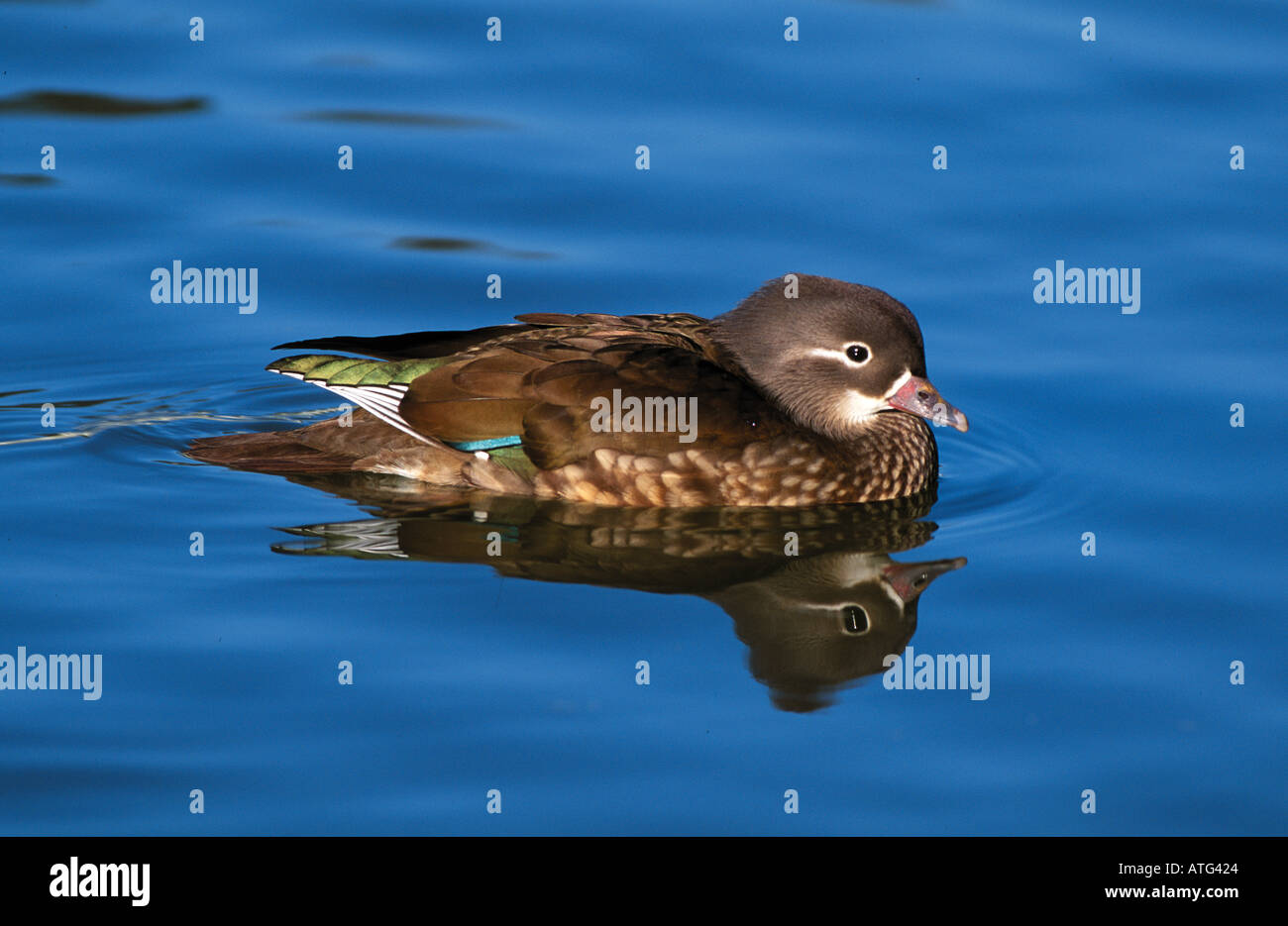 Mandarinente (weiblich) - schwimmen / Aix Galericulata Stockfoto