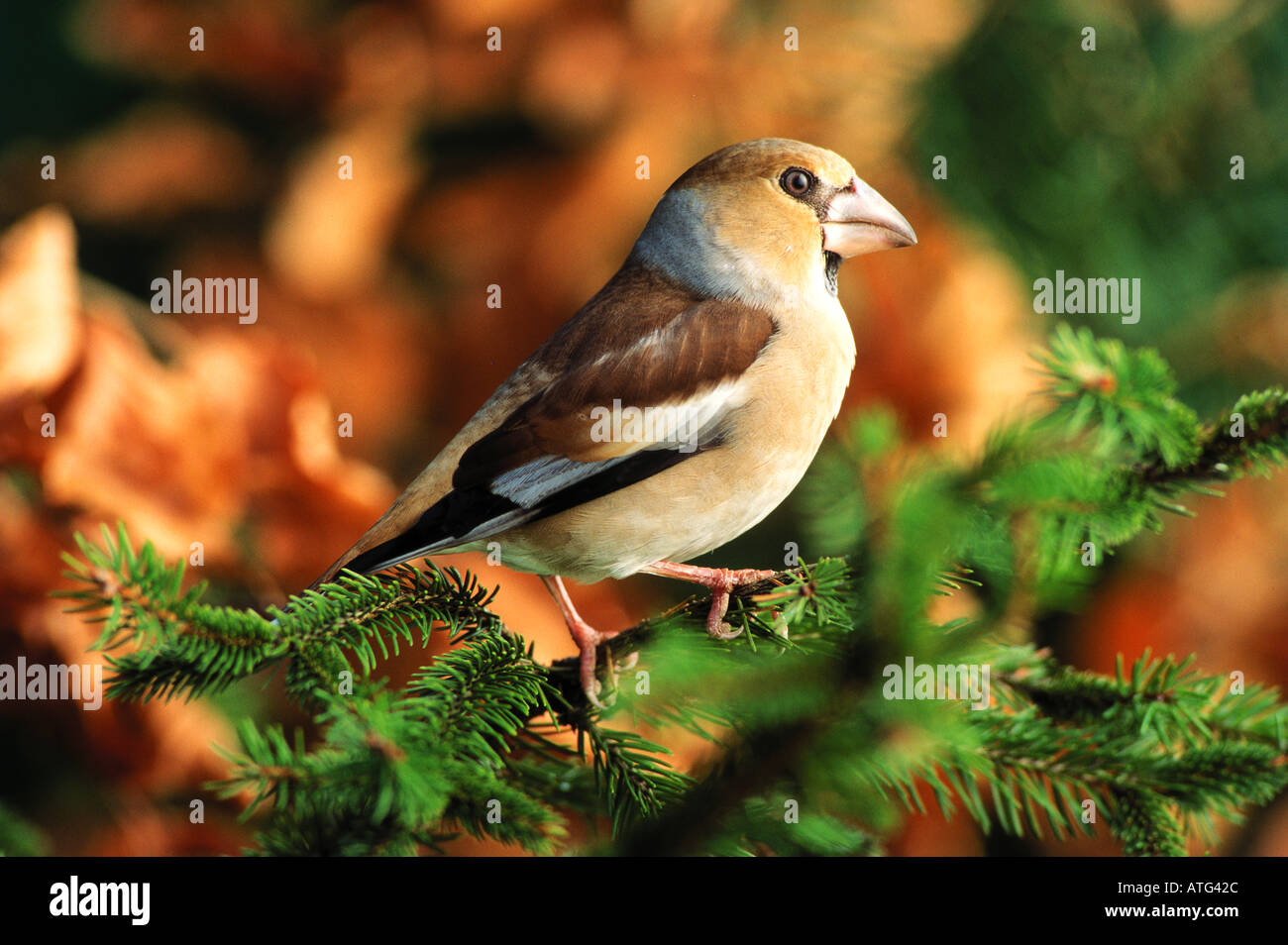 Kernbeißer auf Zweig / Coccothraustes Coccothraustes Stockfoto